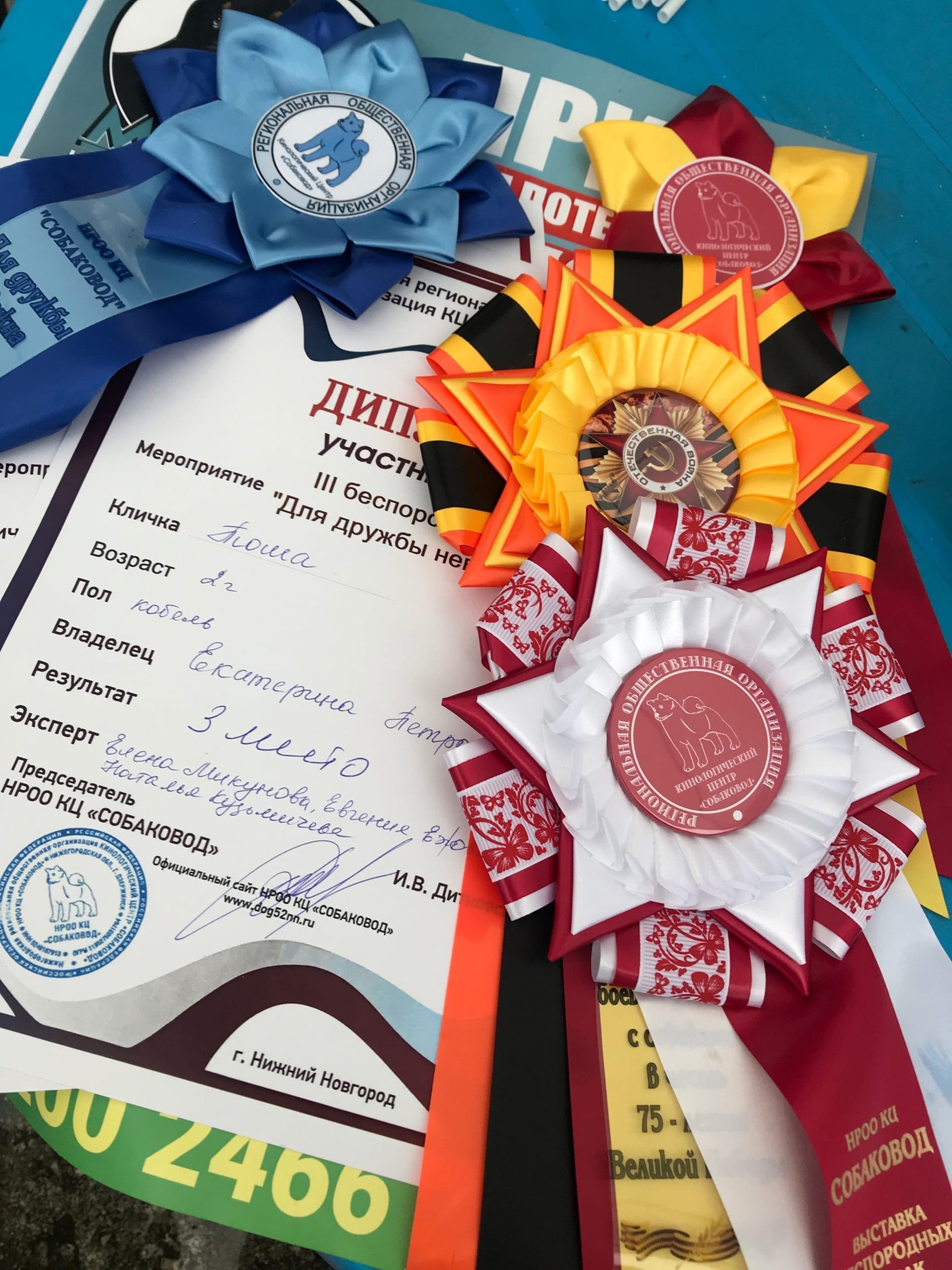 Третья выставка беспородных собак «Для дружбы не важна порода». НРОО КЦ "Собаковод"