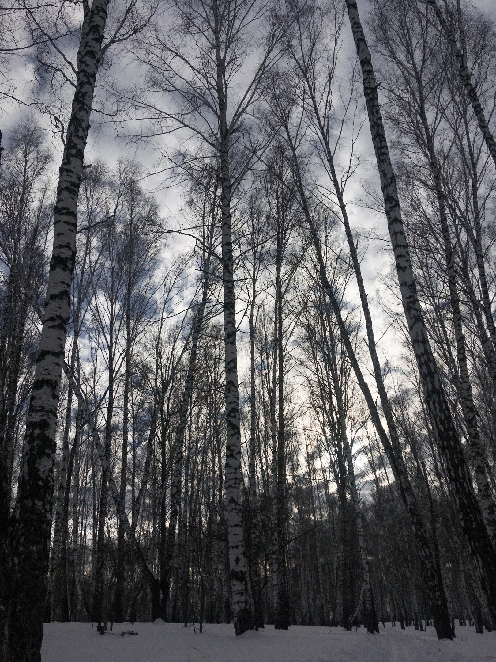 Зимняя прогулка на лыжах в лесу