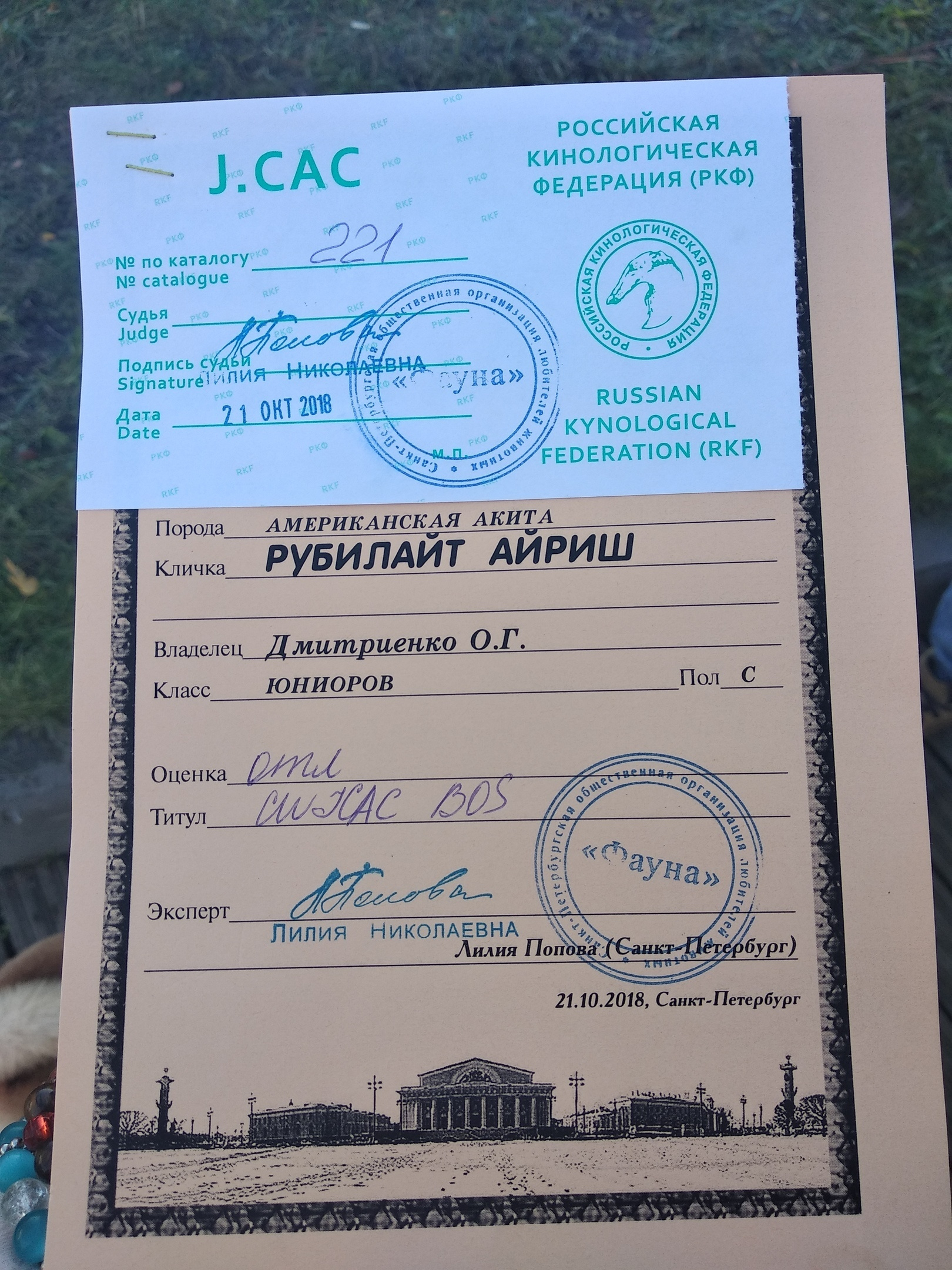 Новости питомника RUBYLIGHT, американская акита. Американская акита I Сиба ину I Питомник RUBYLIGHT