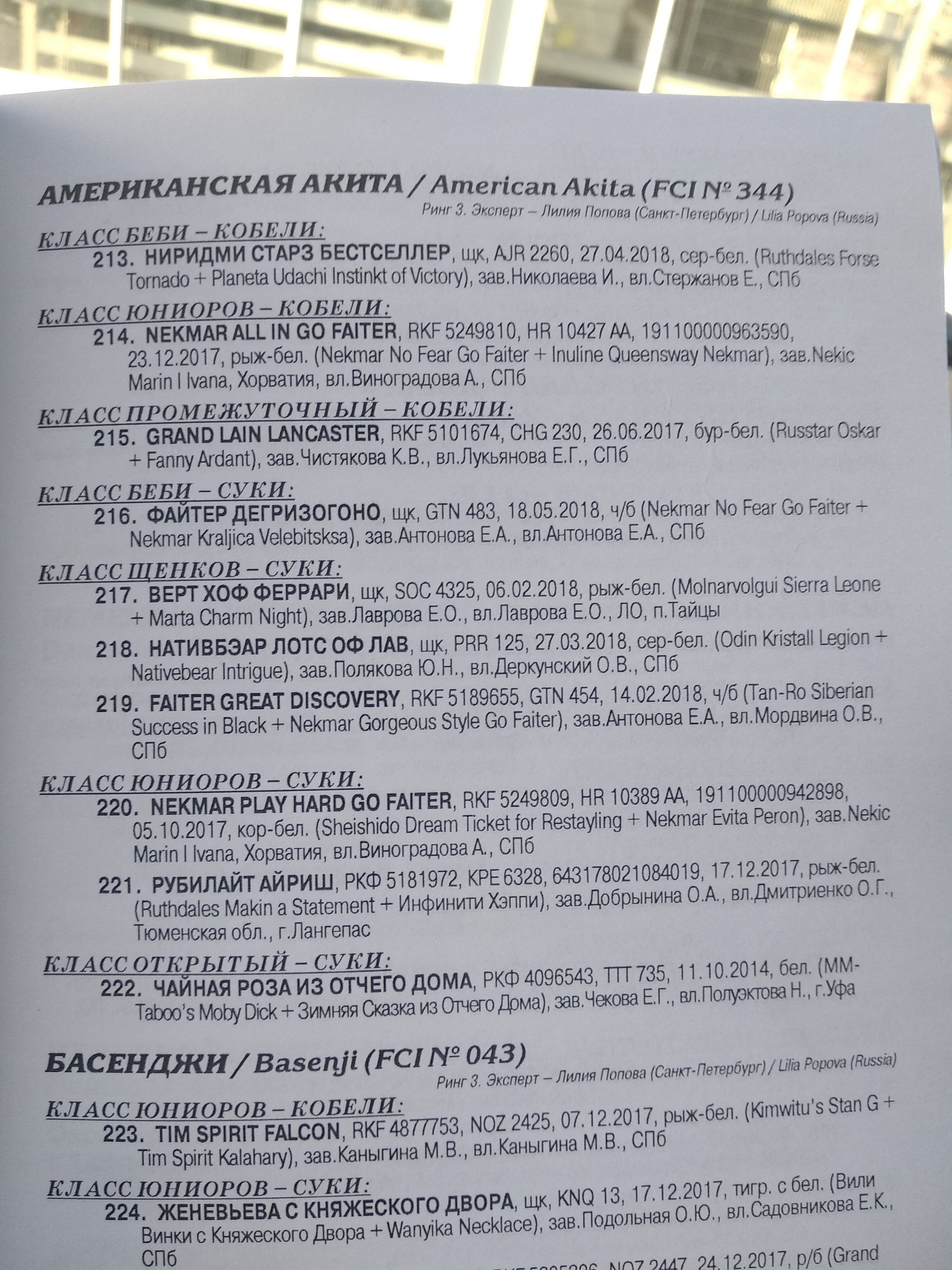 Новости питомника RUBYLIGHT, американская акита. Американская акита I Сиба ину I Питомник RUBYLIGHT