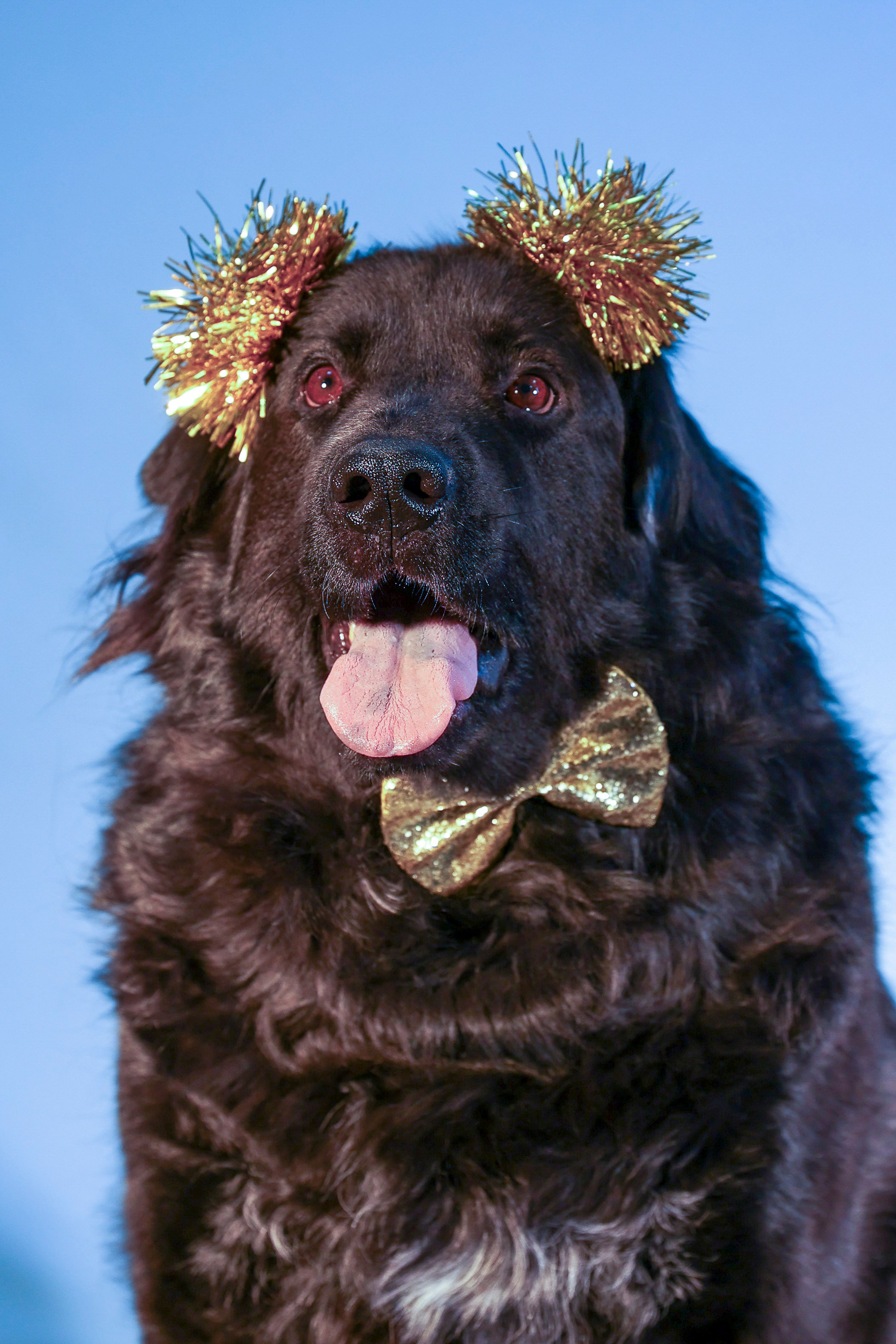 Приют четвероногий АНГЕЛ. Фотограф 📸 семейный, предметный, репортажный