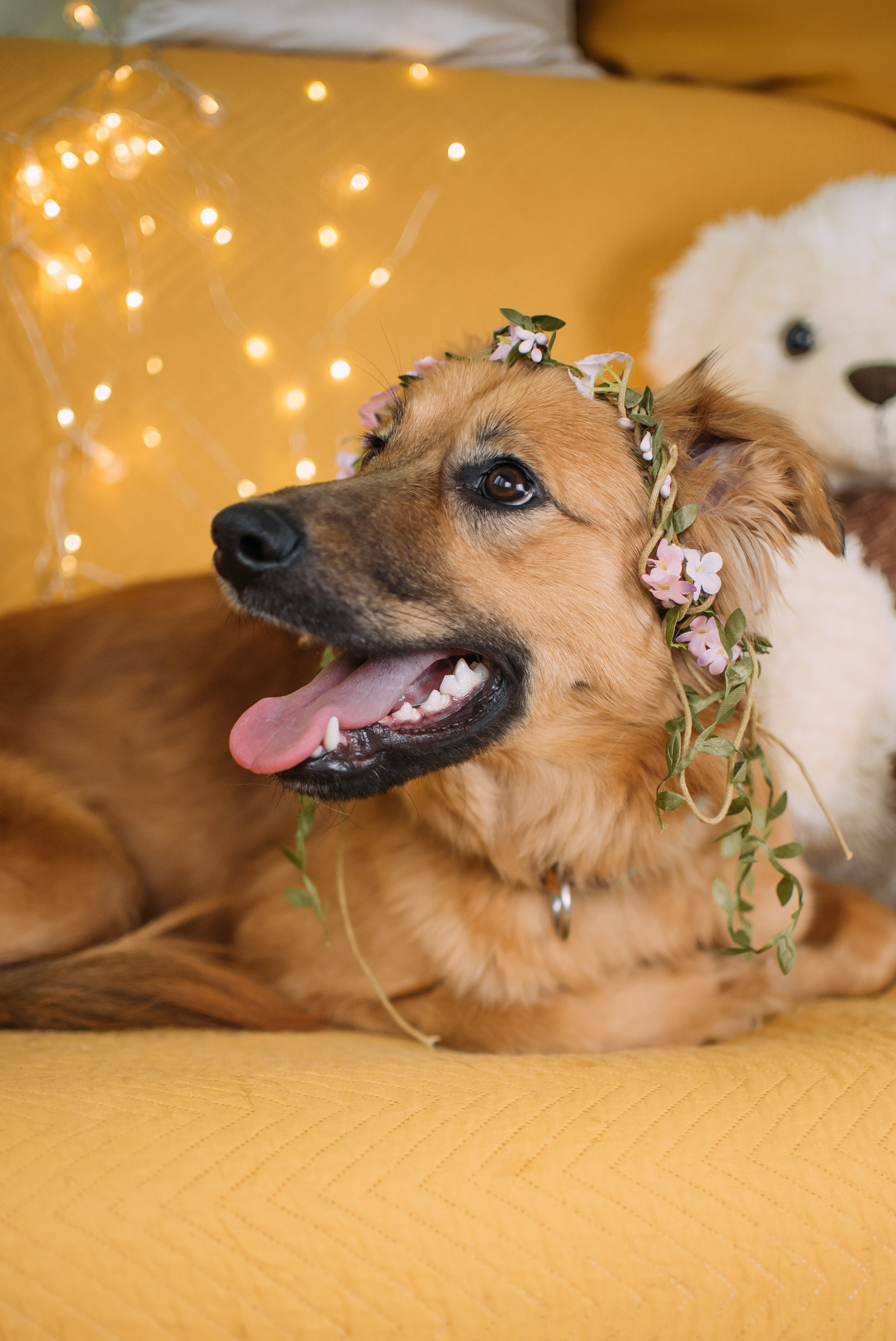 Животные на пристройство. Фотограф-анималист Валерия, Москва, Мытищи