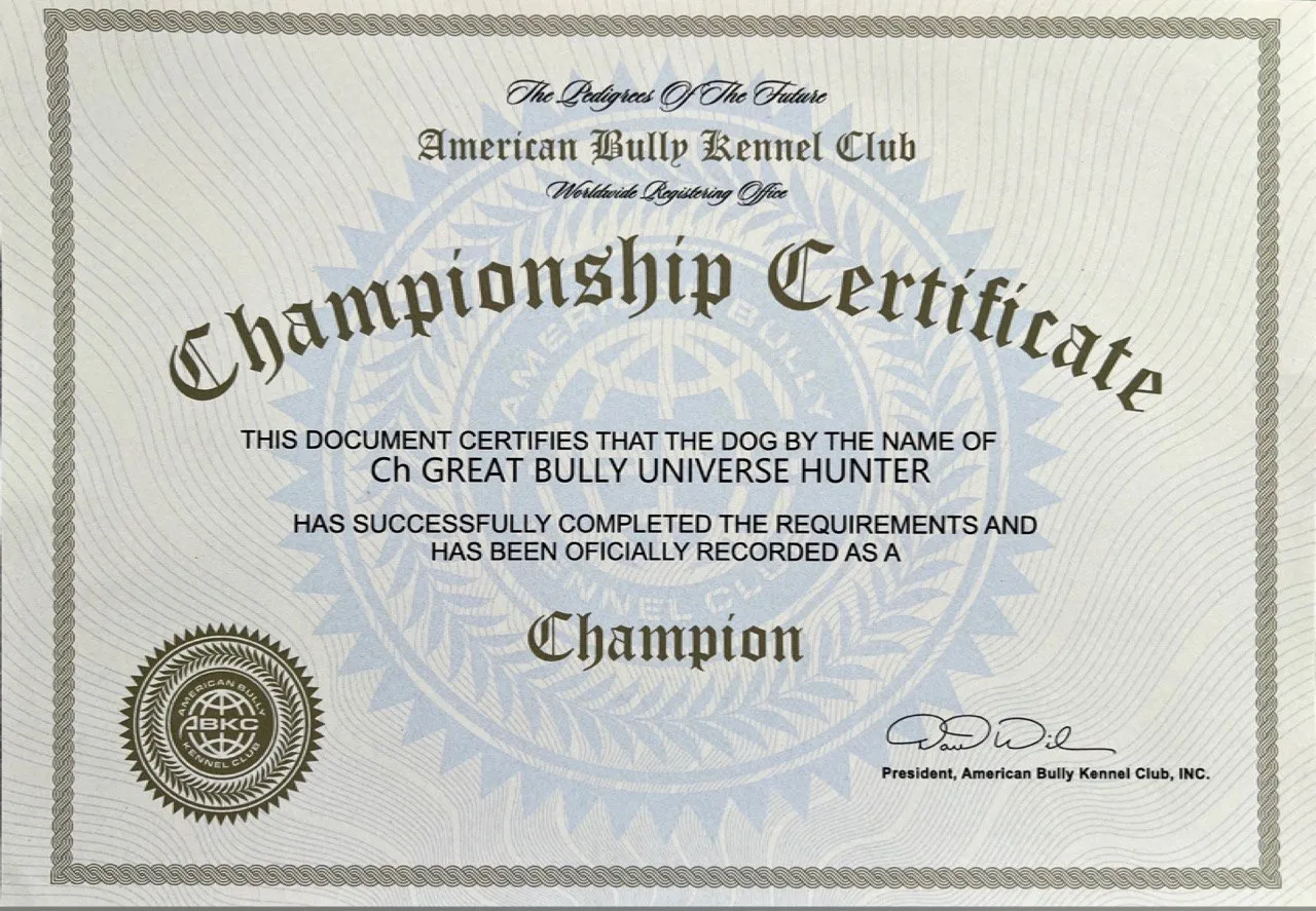 Хантер. Американские булли XL в г. Калининград. Питомник Great Bully UNIVERSE