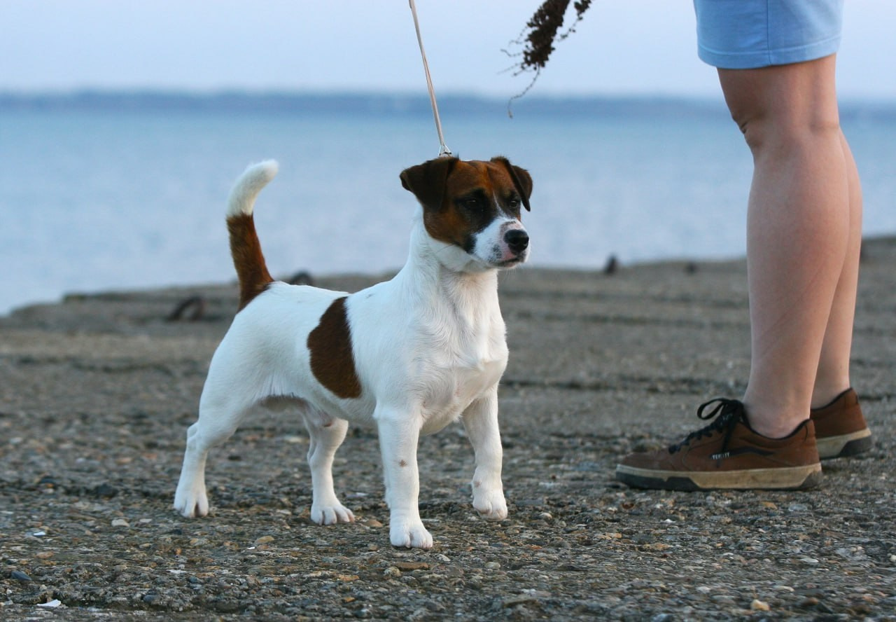 LITTER «O» 23.02.2026. Lovely Orange kennel Jack Russell Terrier FCI/RKF