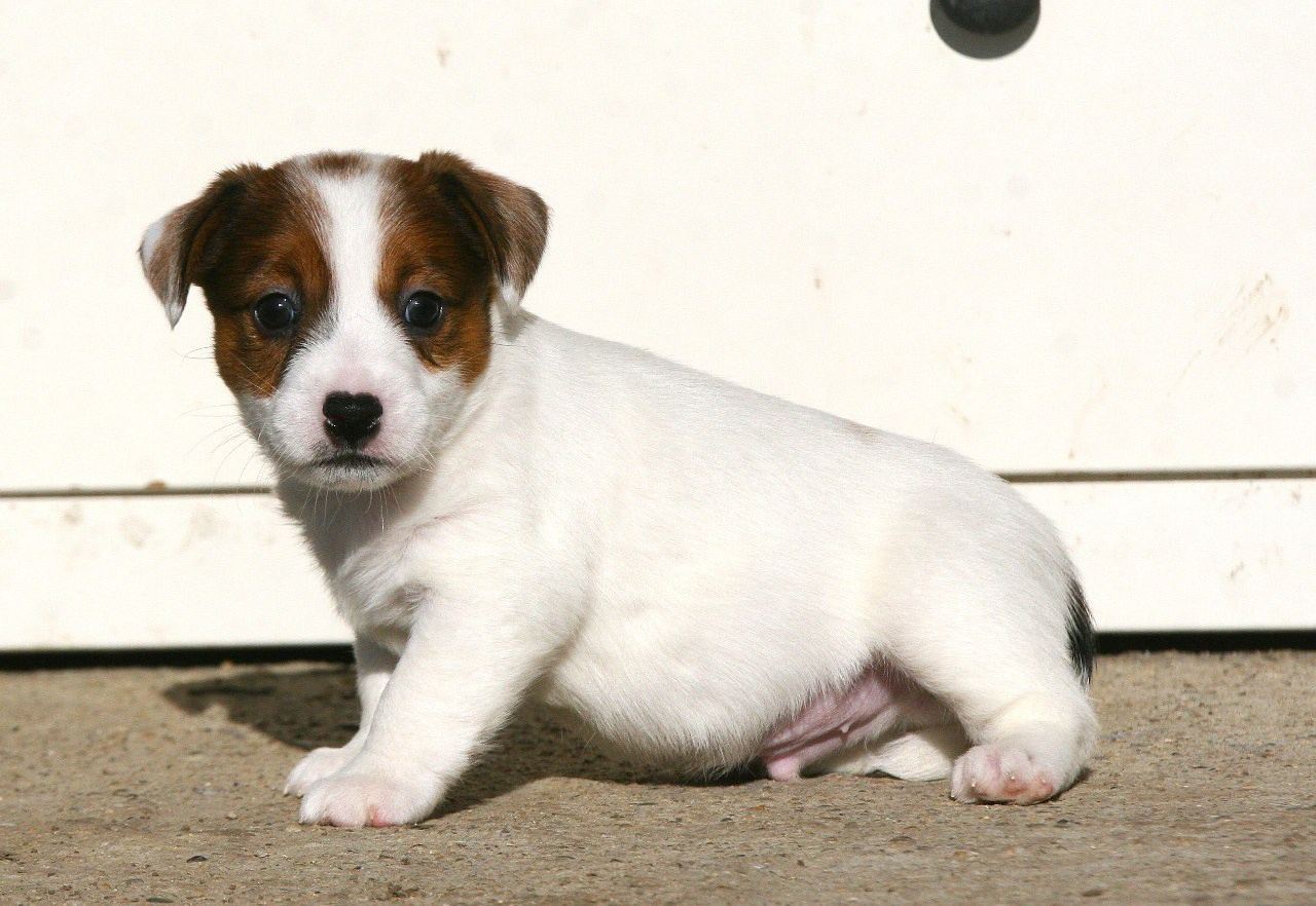 LITTER «D» 11.11.2025. Lovely-Orange питомник джек рассел терьеров