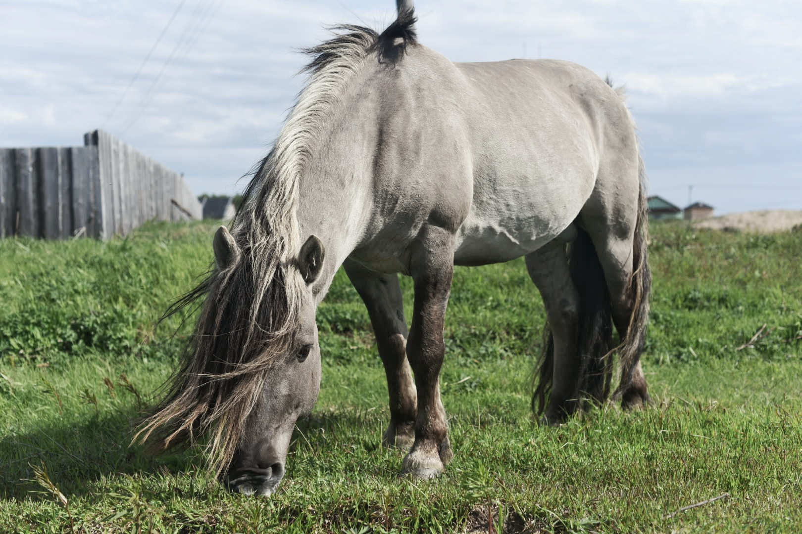 Дикая лошадь в Кузомени