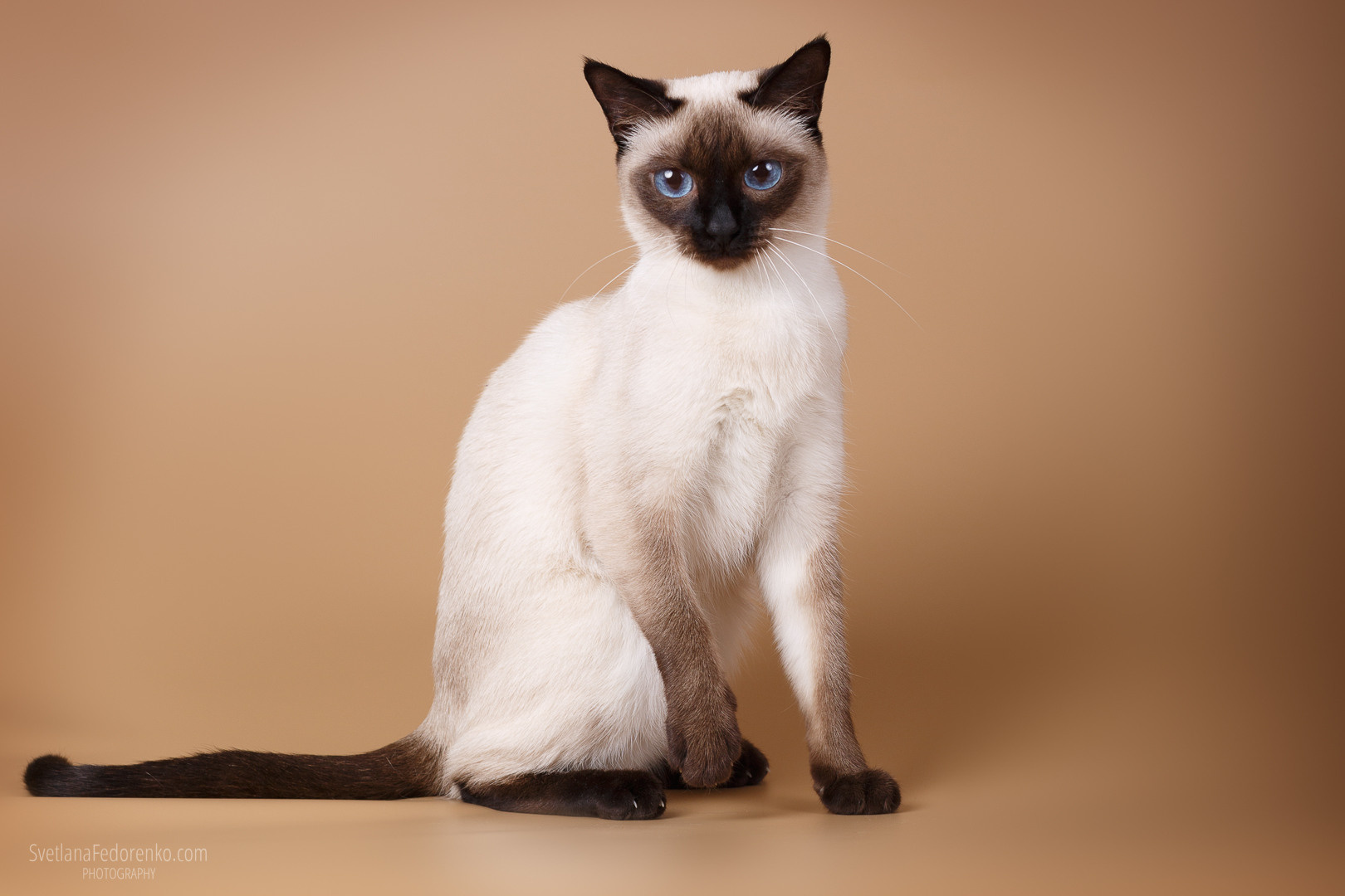 Наши кошки. Питомник тайских кошек в Санкт-Петербурге Noyland