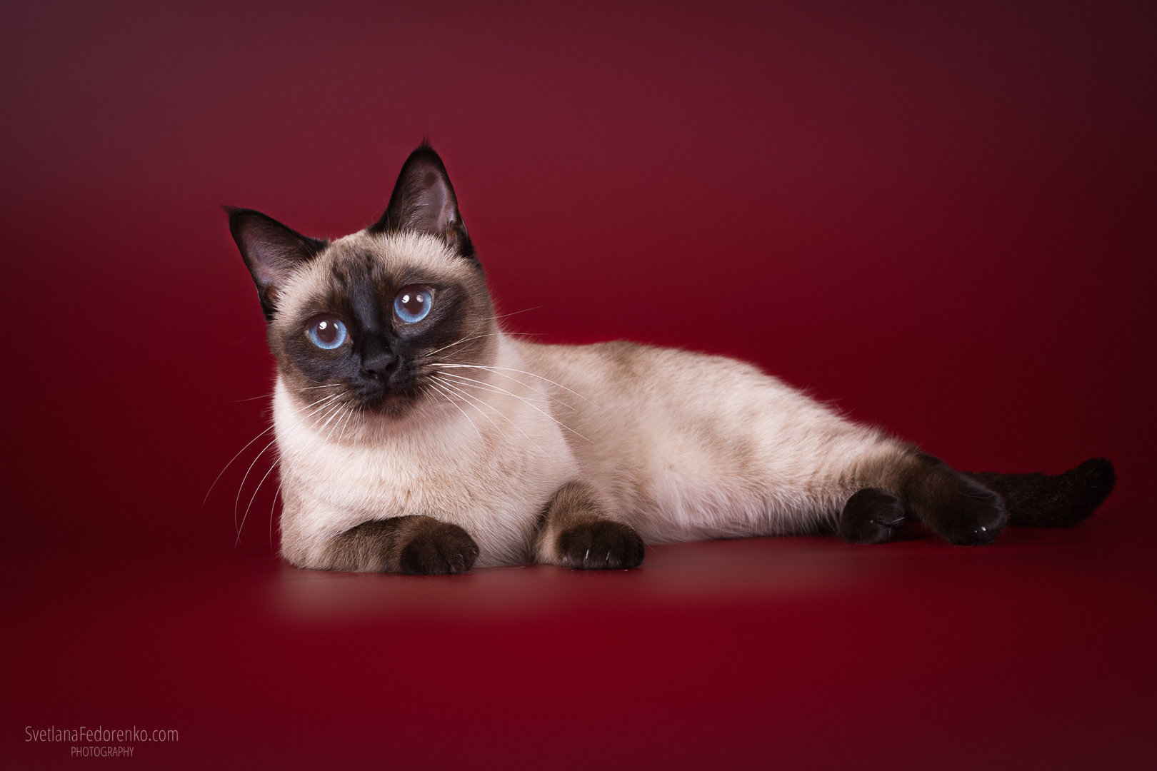 Наши кошки. Питомник тайских кошек в Санкт-Петербурге Noyland