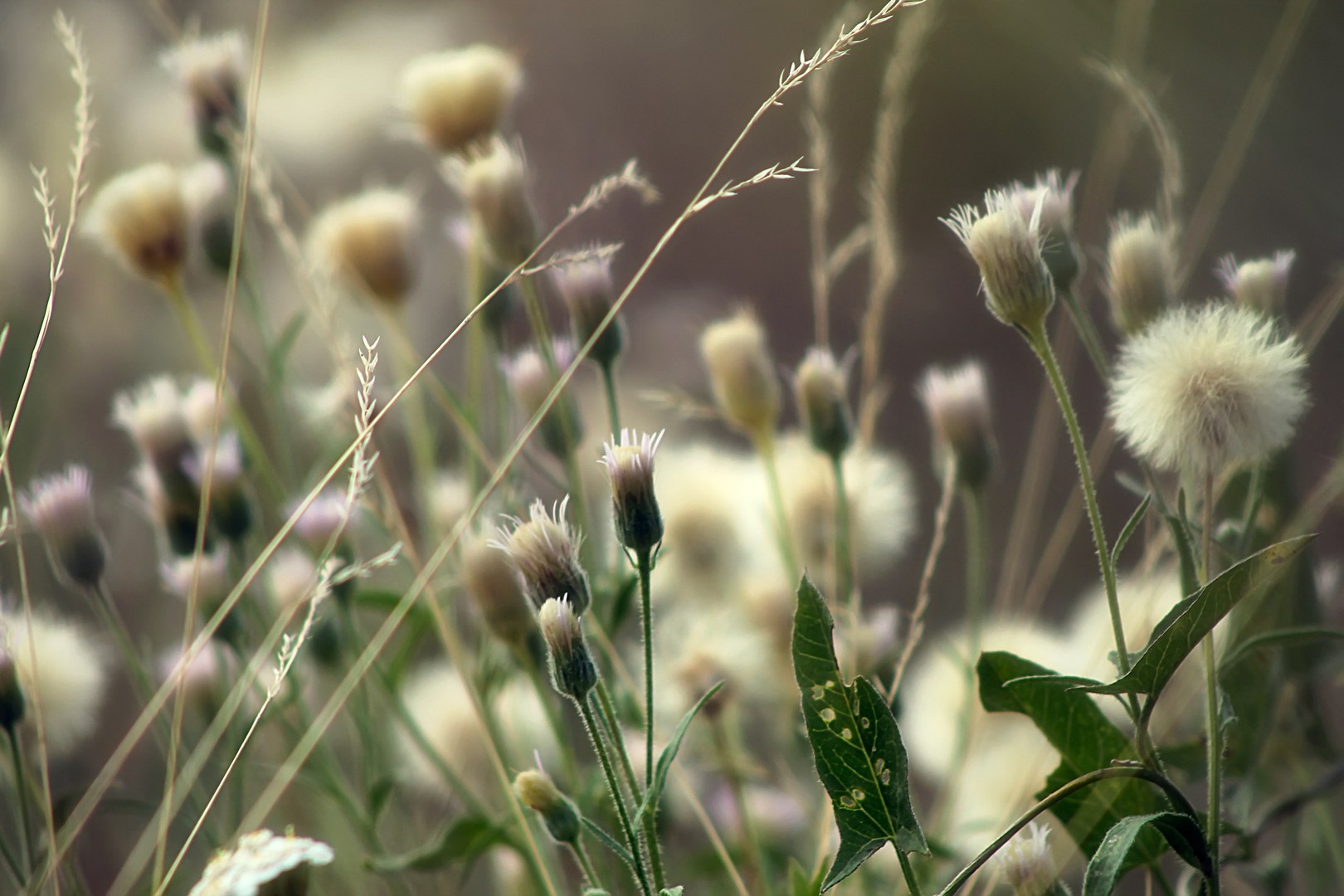 Избранная лирика (2009 ~ 2013). Руслан Шувалов (поэтограф)