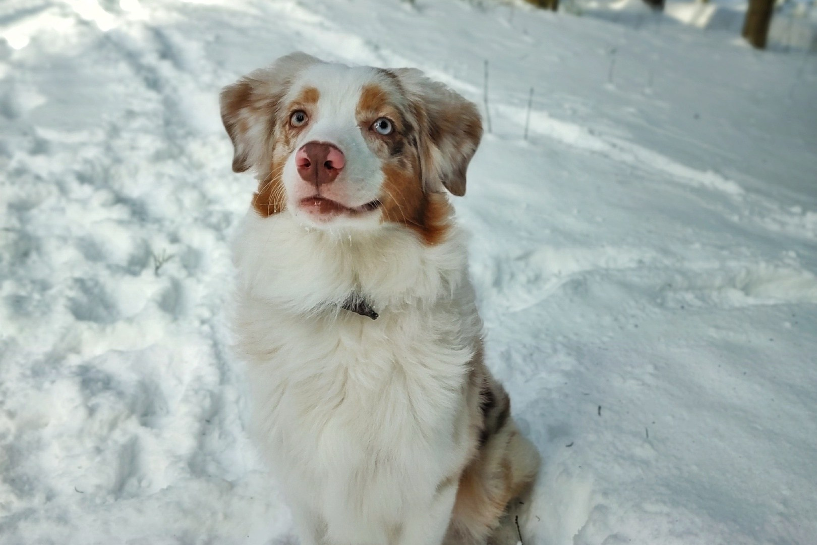 Д-помёт. BLGKV питомник собак