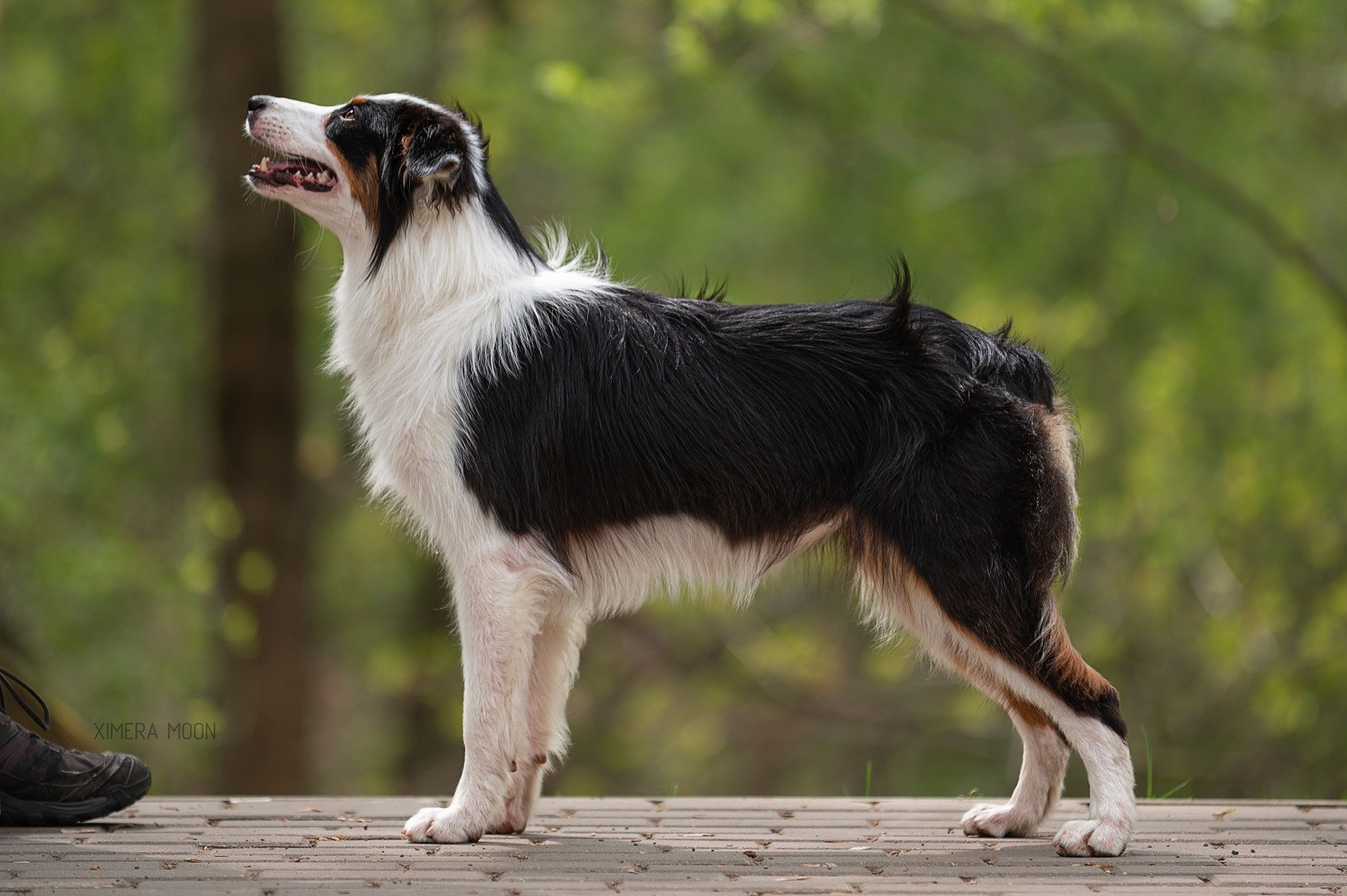 Ива. BLGKV питомник собак