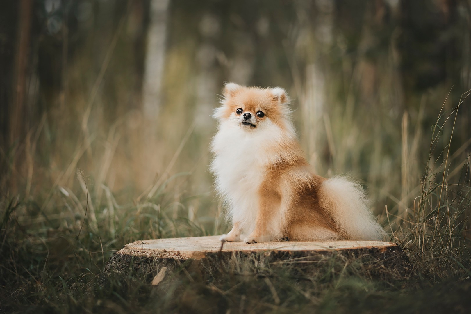 Услуги фотографа-анималиста в Санкт-Петербурге | Александра Пугачёва. Фотограф-анималист в Санкт-Петербурге Пугачёва Александра
