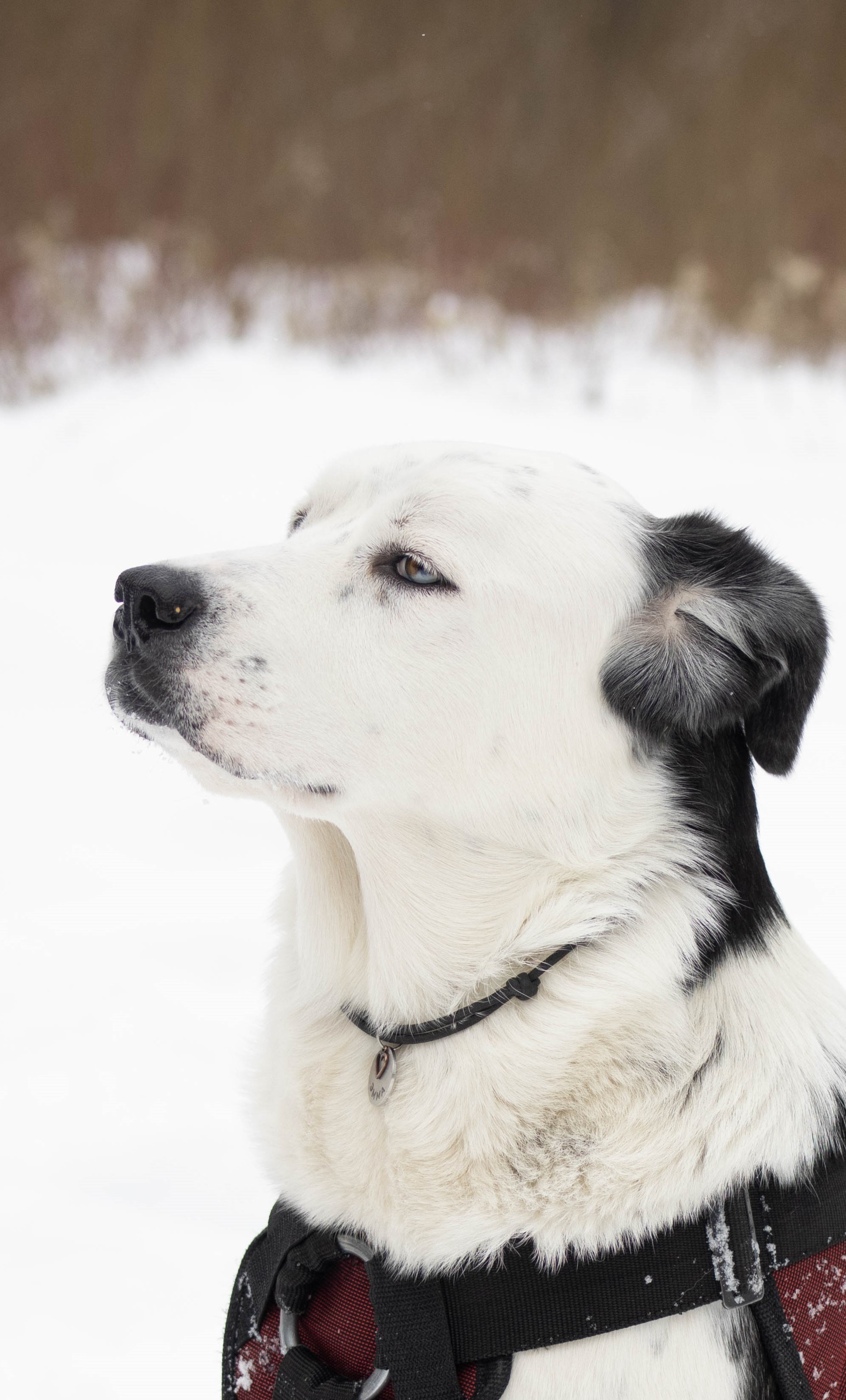 Фотограф-анималист г. Москва