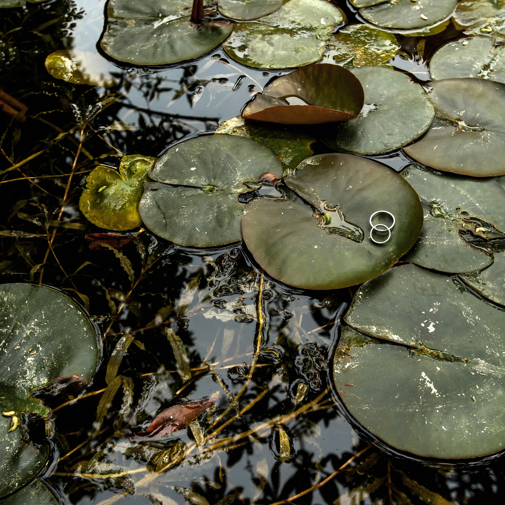 Услуги. Свадебный фотограф Вадим Сучков