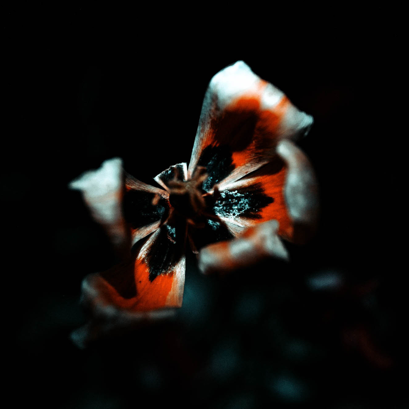 Фотограф Анастасия Броварник в Санкт-Петербурге