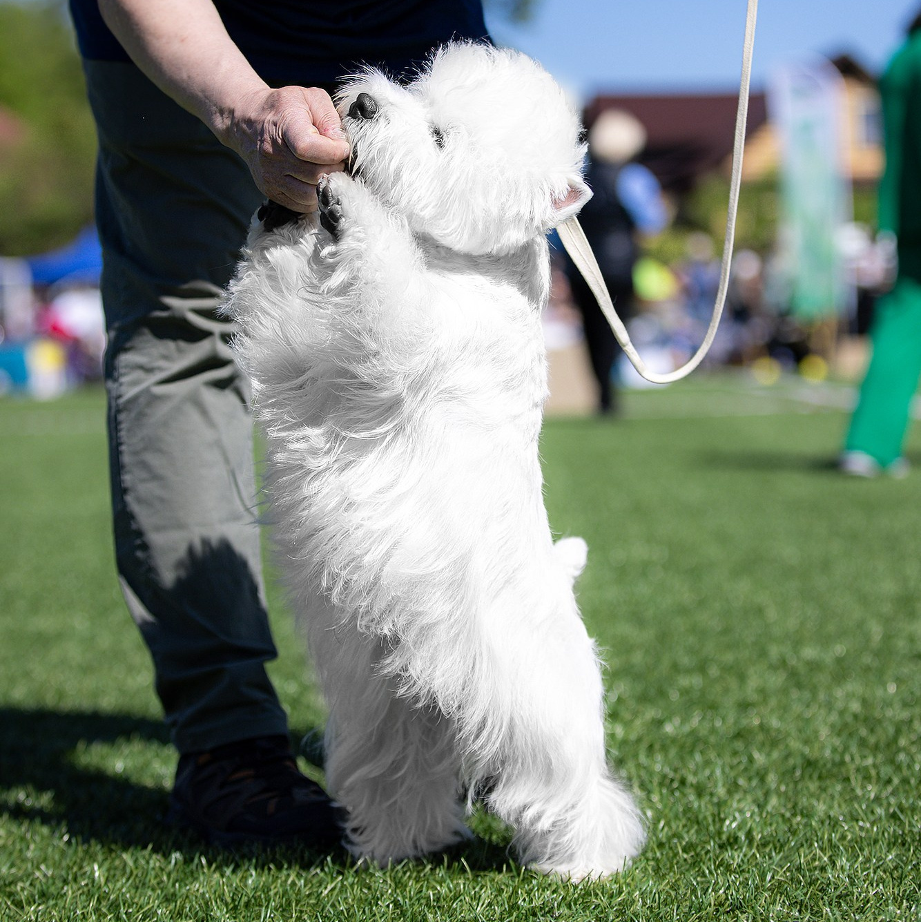 Помет4. Питомник собак породы вест хайленд вайт терьер в Москве