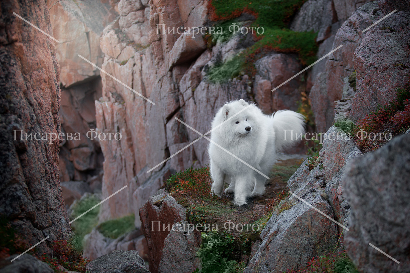 Собака породы Самоед в скалах