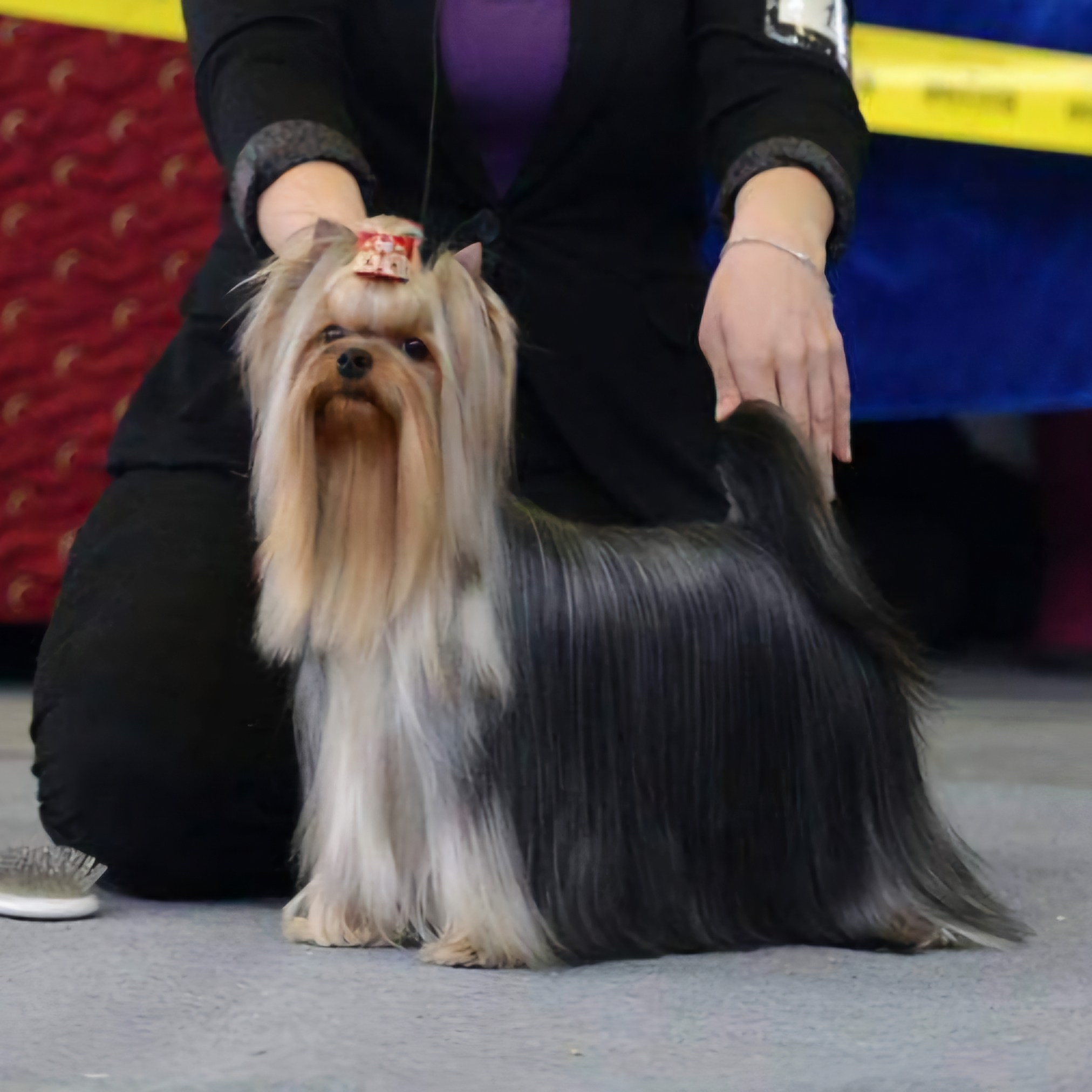 Йоркширские терьеры питомника Воле'Т Шоу Vole'T Shou. Йоркширский терьер — питомник йоркширских терьеров Vole'T Shou