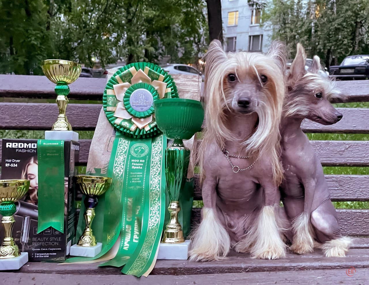 Купер BIG 2. Выставки «Майский гром» и «Пение птиц». Китайская хохлатая собака: купить щенка в питомнике