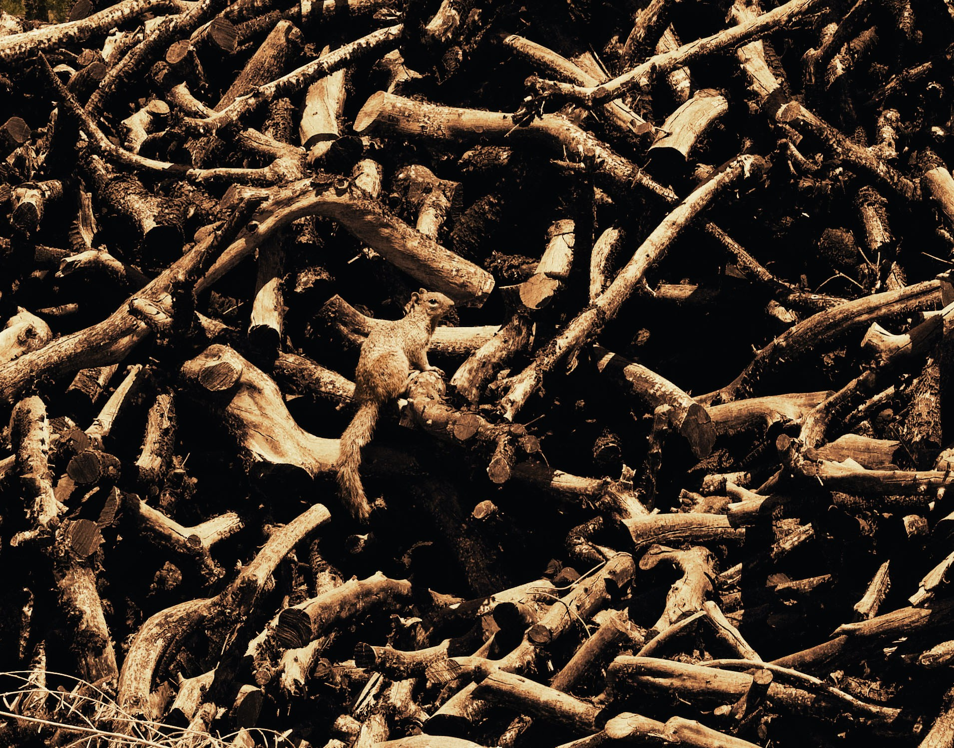 USA DIGITAL. International visual artist