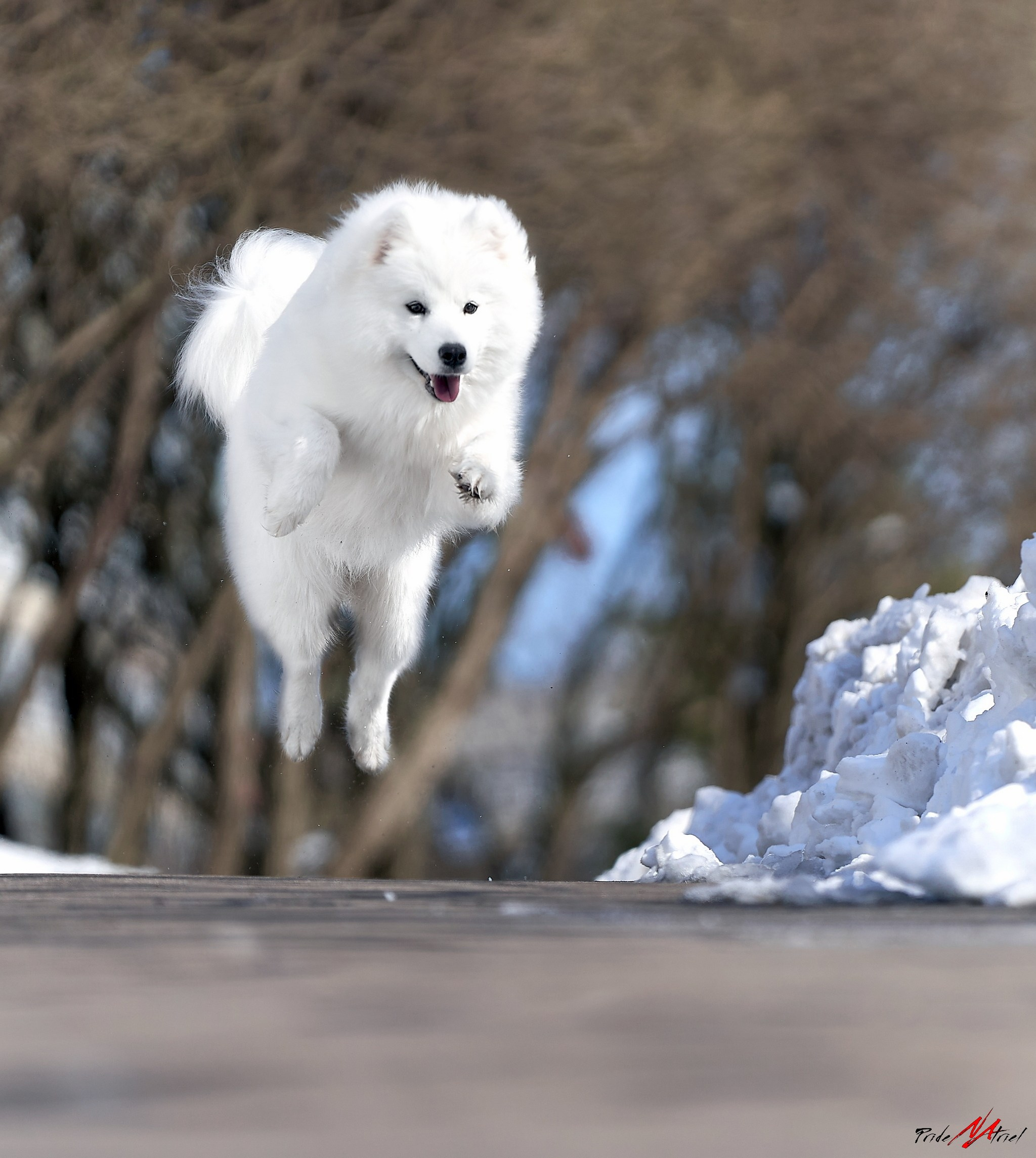собака, самоед, зимой, фотопрогулка, прыжок собаки