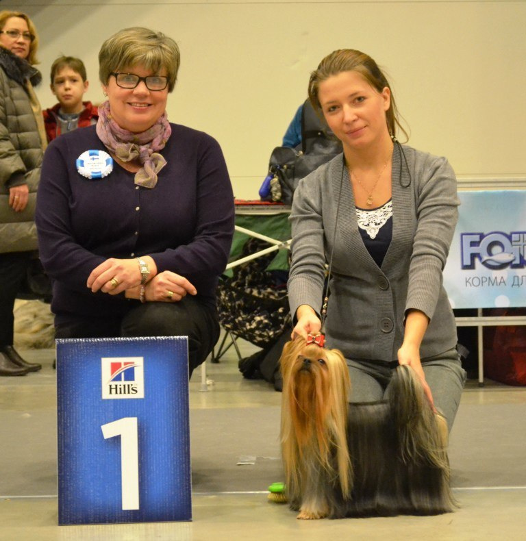 2016 г Результаты выставок. Питомник Йоркширских терьеров Дэнстайл в Санкт-Петербурге заводчик Тих