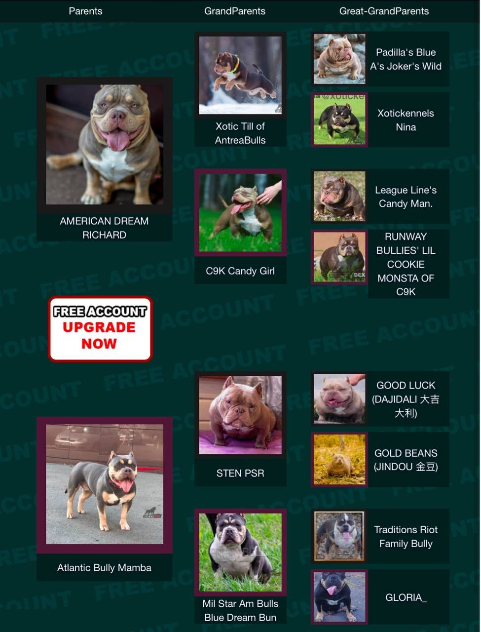 Родословная Тони. Питомник американских булли Bounty Pride Bully