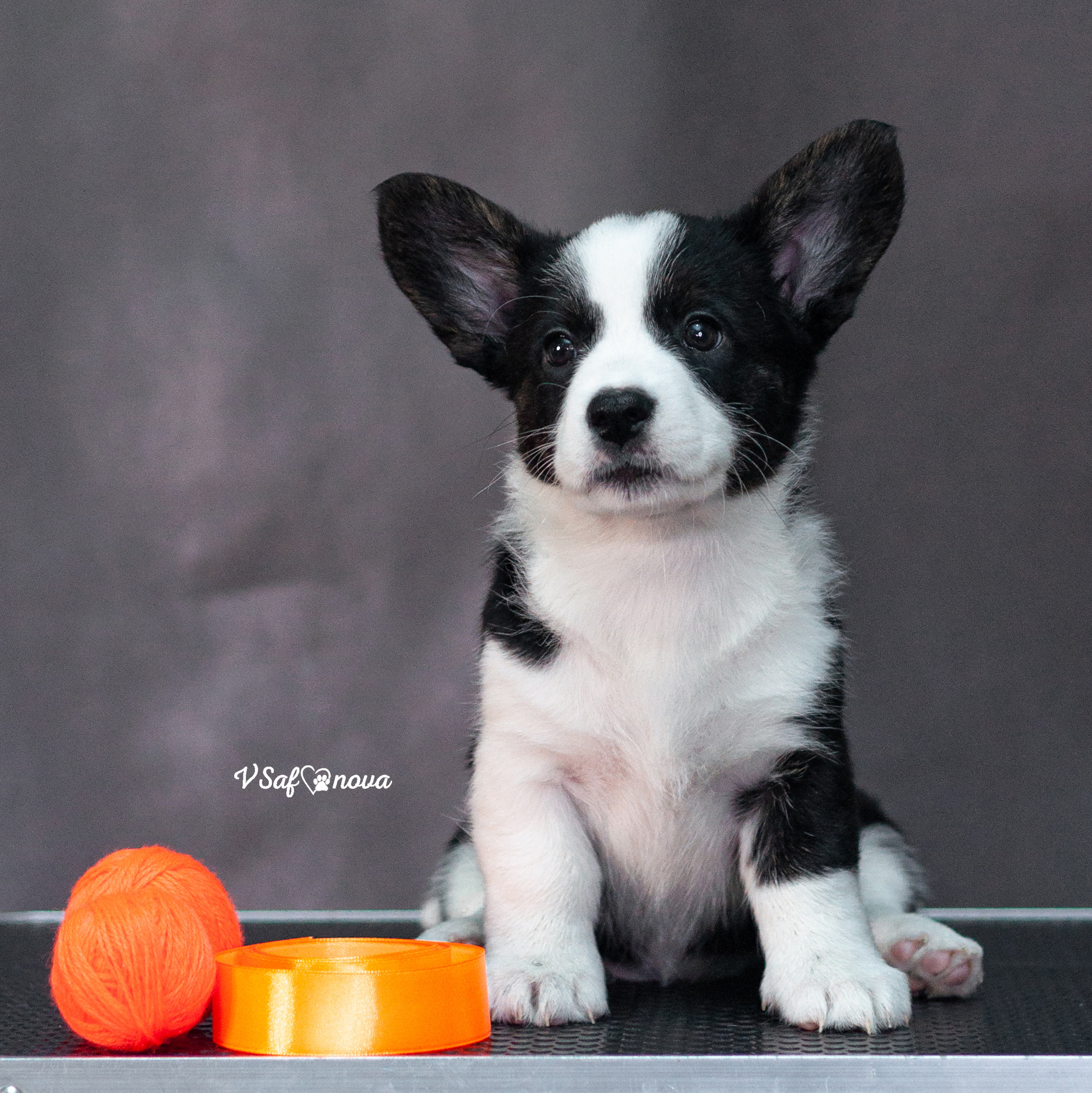 INFO. Фотограф анималист Благовещенск. Сафонова Виктория