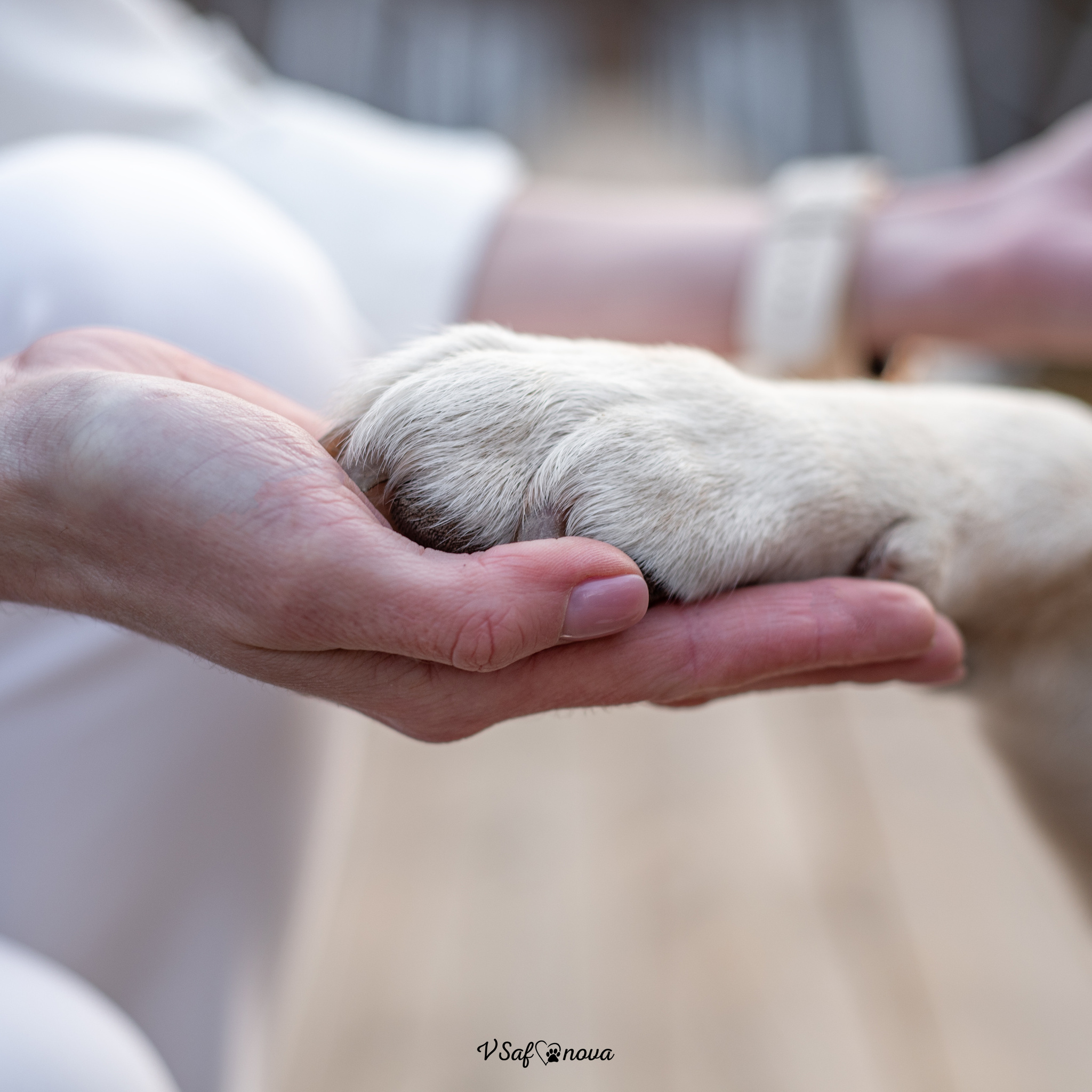 Контакты. Фотограф анималист Благовещенск. Сафонова Виктория