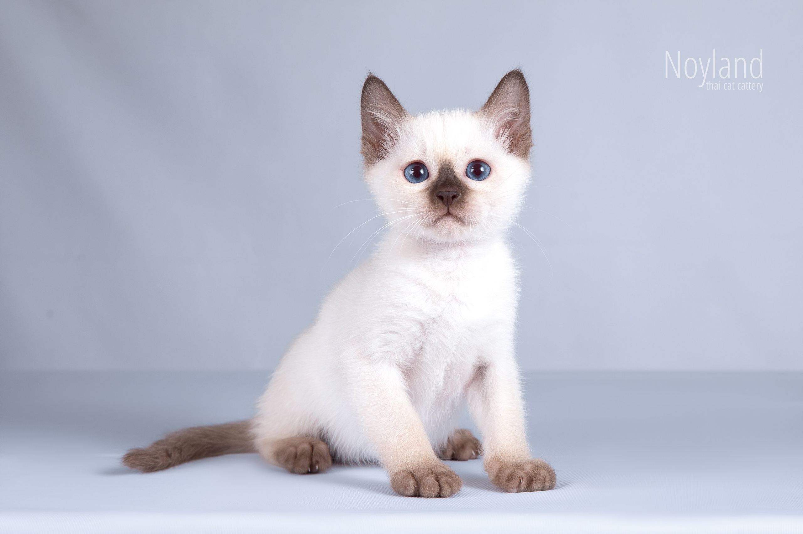 Котята. Питомник тайских кошек в Санкт-Петербурге Noyland
