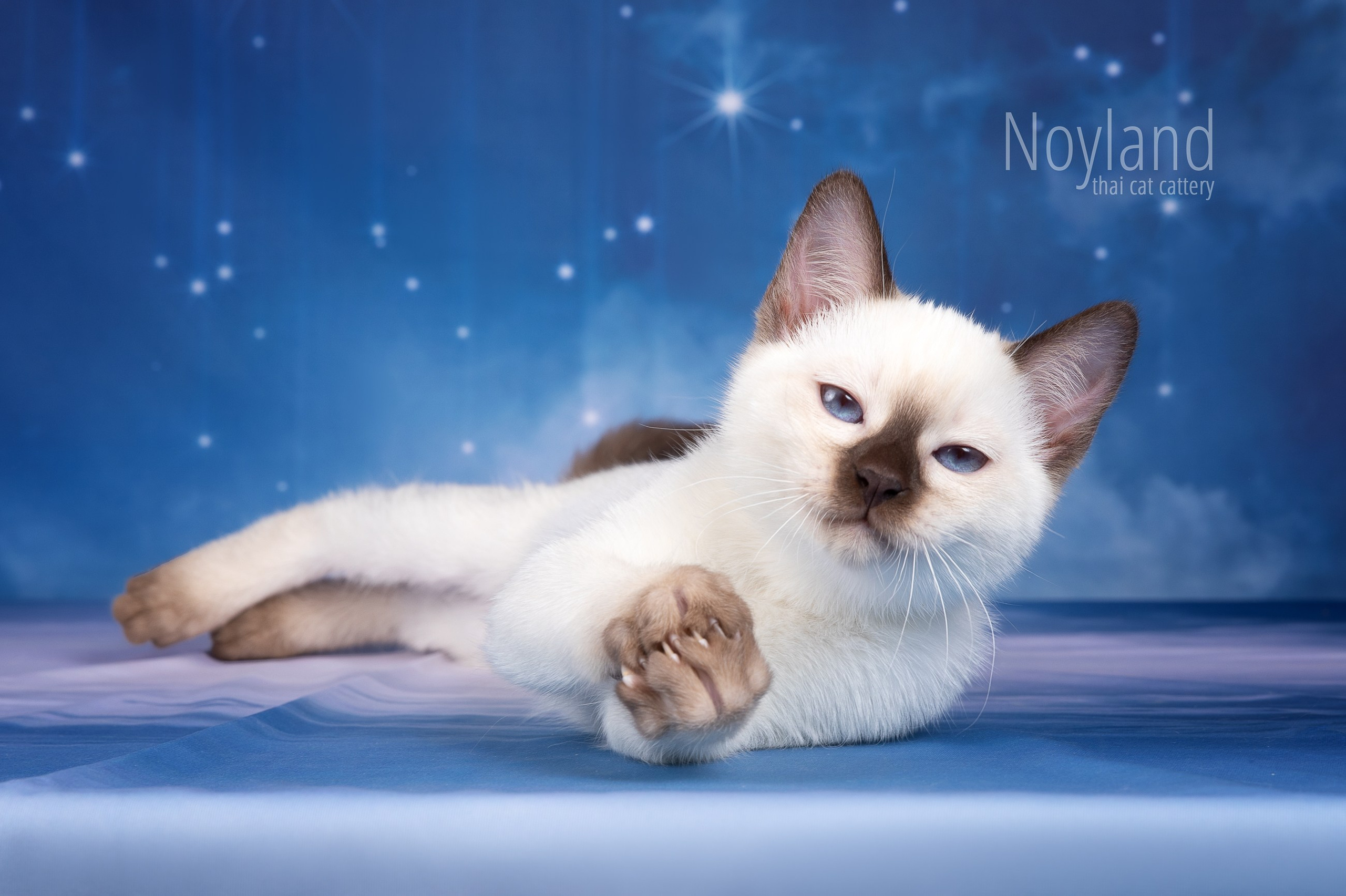 Котята. Питомник тайских кошек в Санкт-Петербурге Noyland