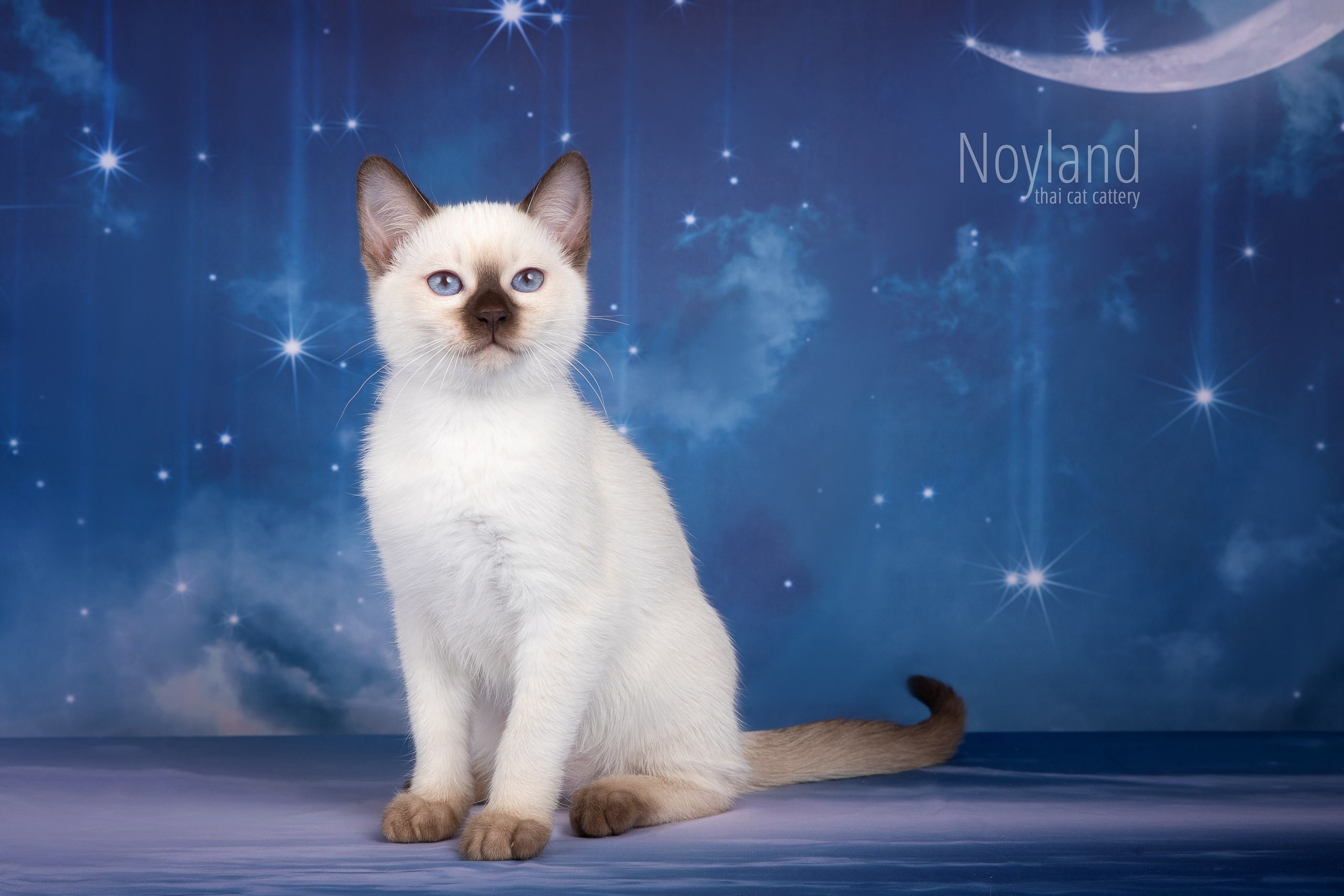 Котята. Питомник тайских кошек в Санкт-Петербурге Noyland