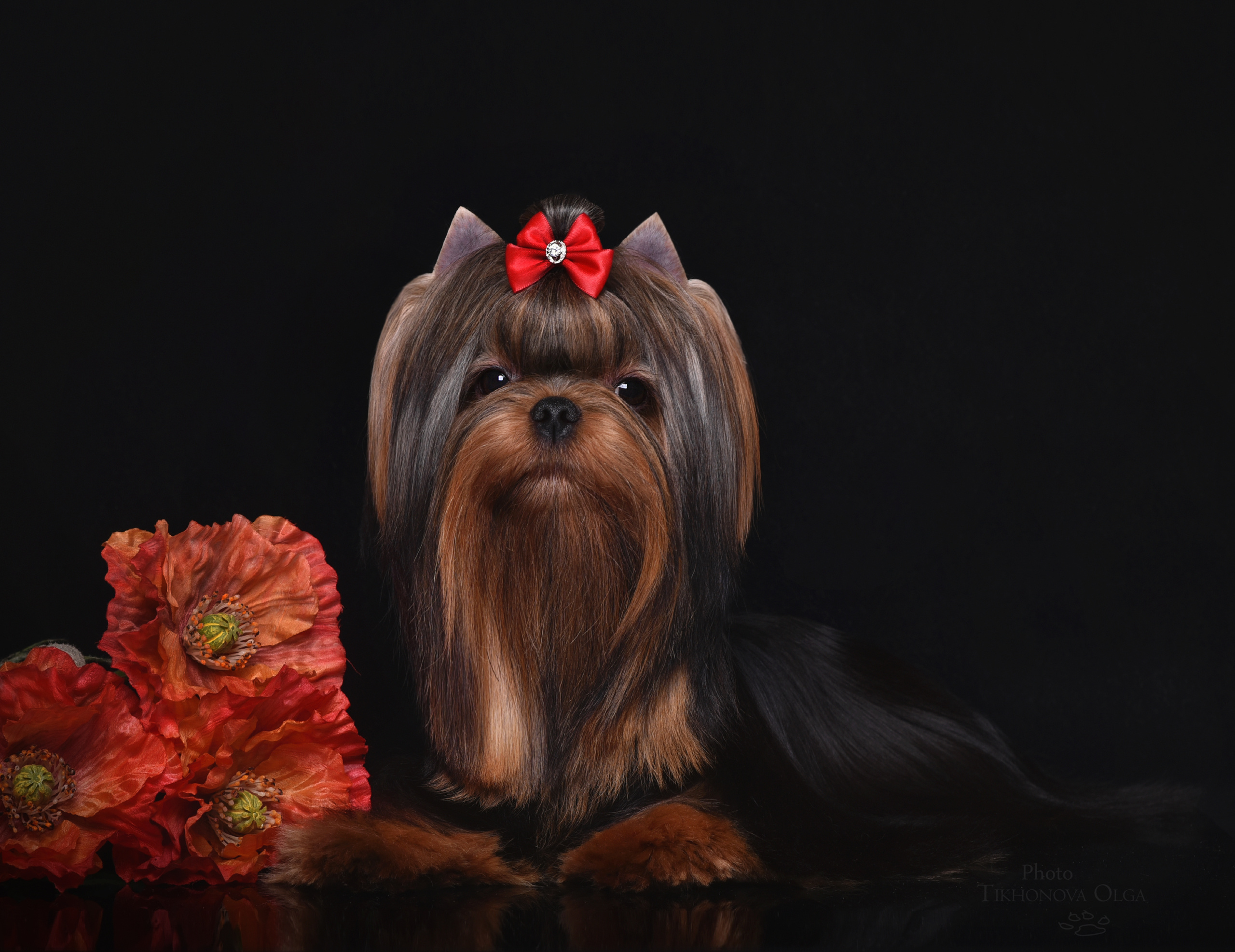 Дэнстайл Пиф. Питомник Йоркширских терьеров Дэнстайл в Санкт-Петербурге заводчик Тих