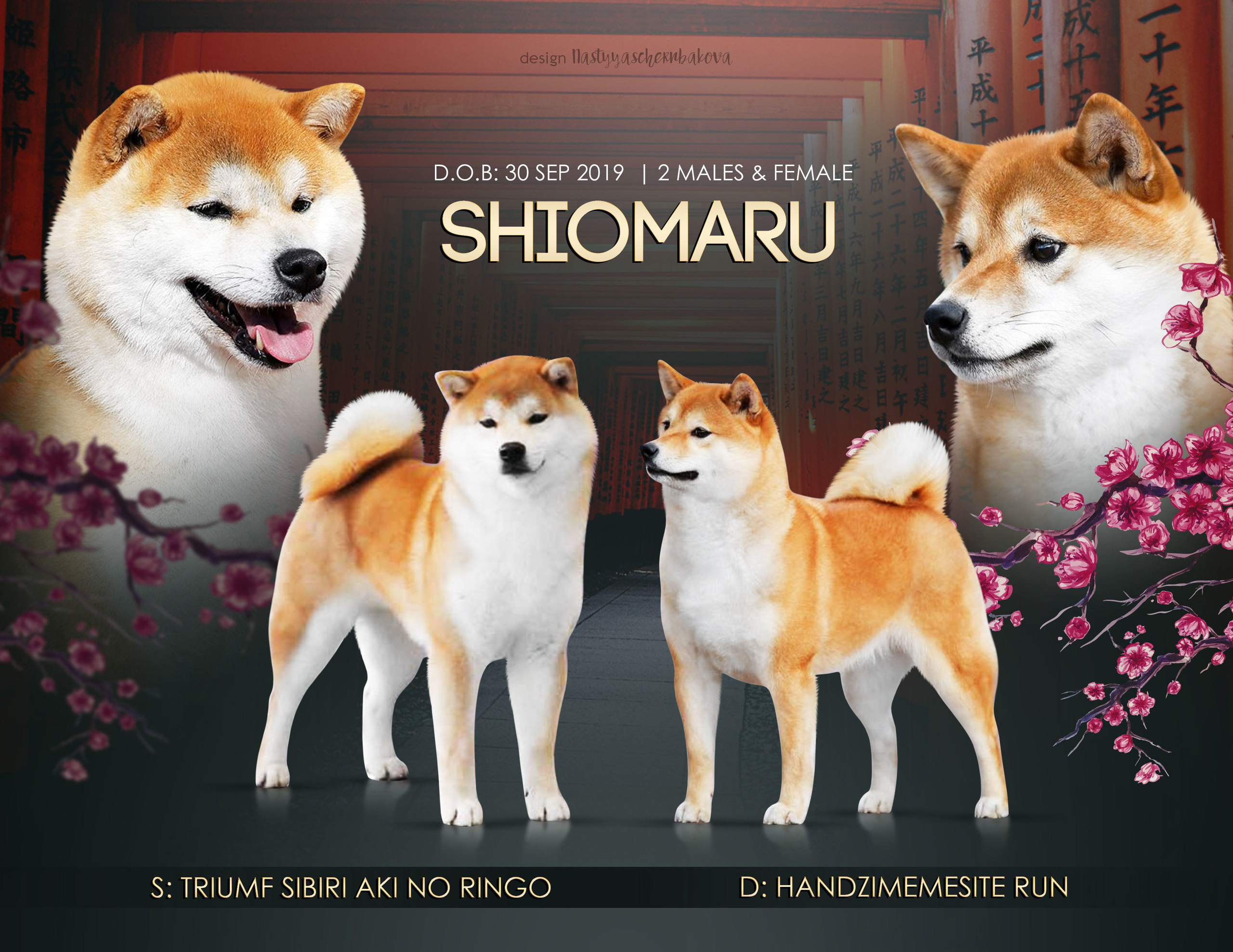 Litter I. SHIOMARU Shiba and Akita Inu Kennel