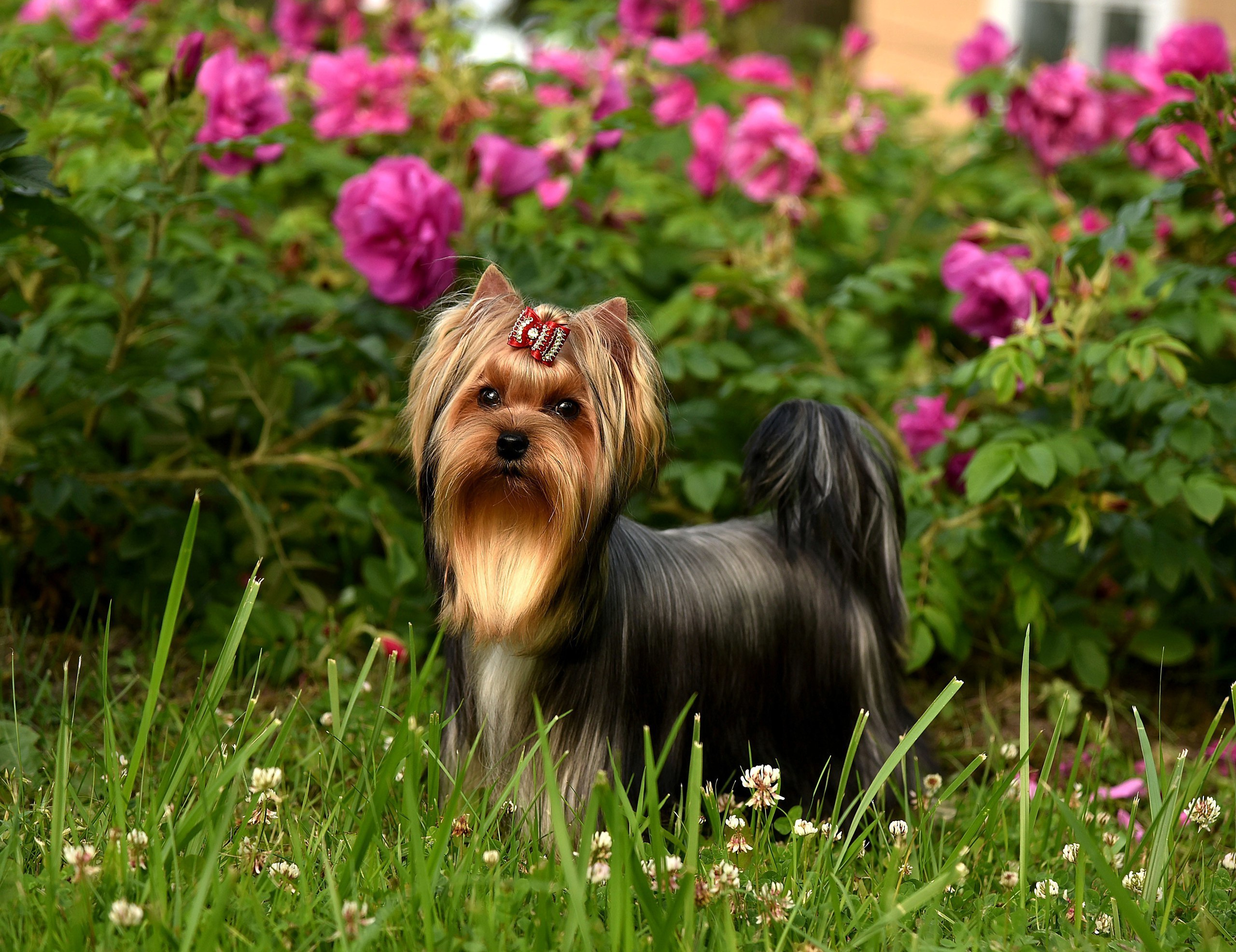 2015 г Результаты выставок. Питомник Йоркширских терьеров Дэнстайл в Санкт-Петербурге заводчик Тих