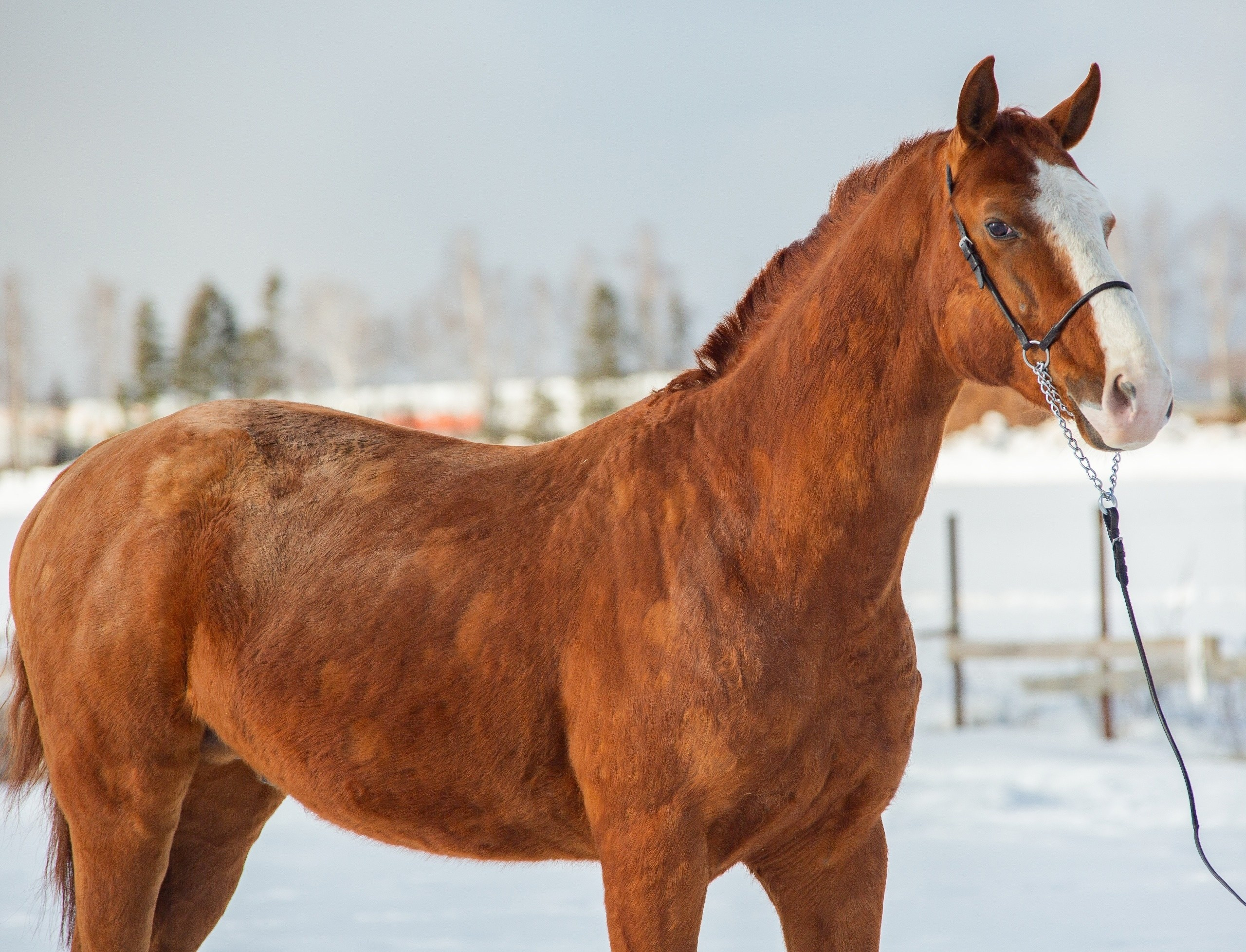 Сармат 2013 г. р. (Сабур-Зарисовка). Конный фотограф Юлия Дроздова