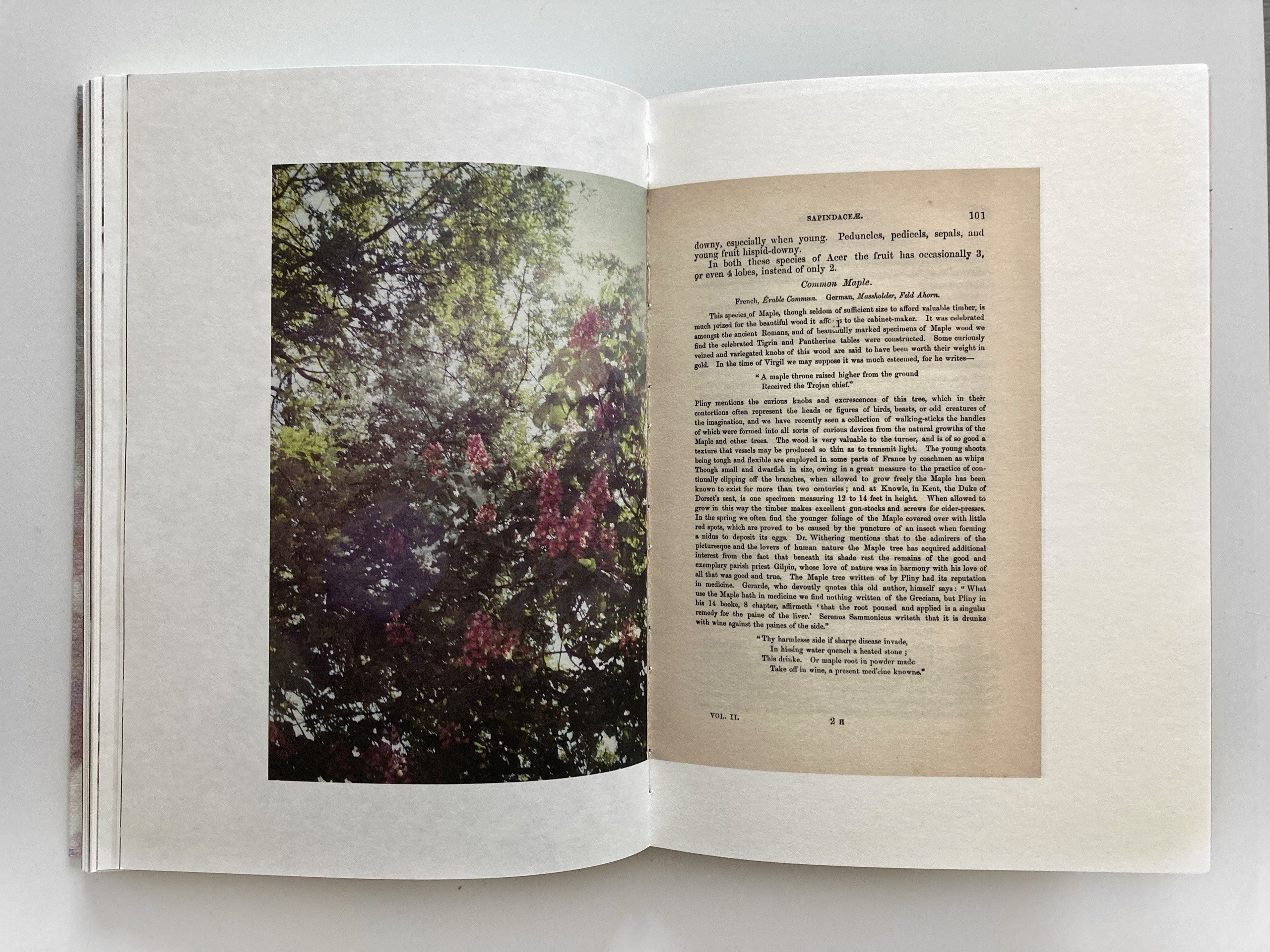 ОБЗОР АКТУАЛЬНЫХ ФОТОКНИГ: САД ЗЕМНЫХ НАСЛАЖДЕНИЙ. Самоорганизация Низина