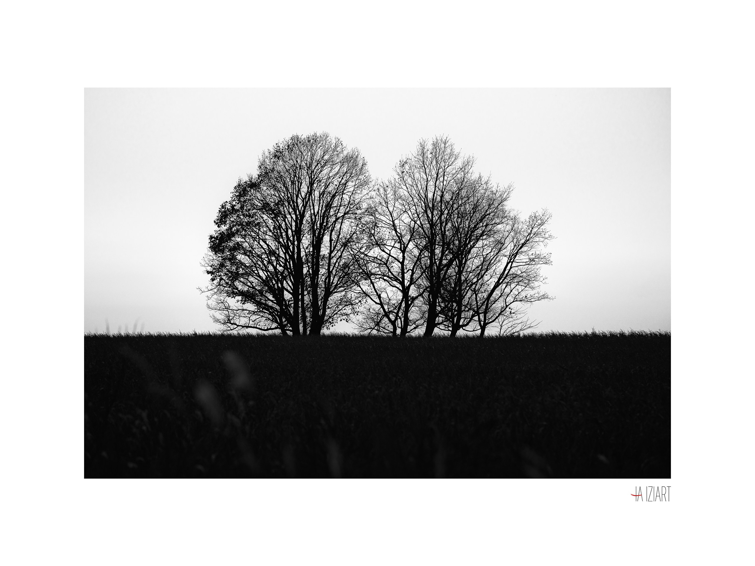 Дерево. Ivan Zaitsev (IZIART) — creating a cultural code through photo and video