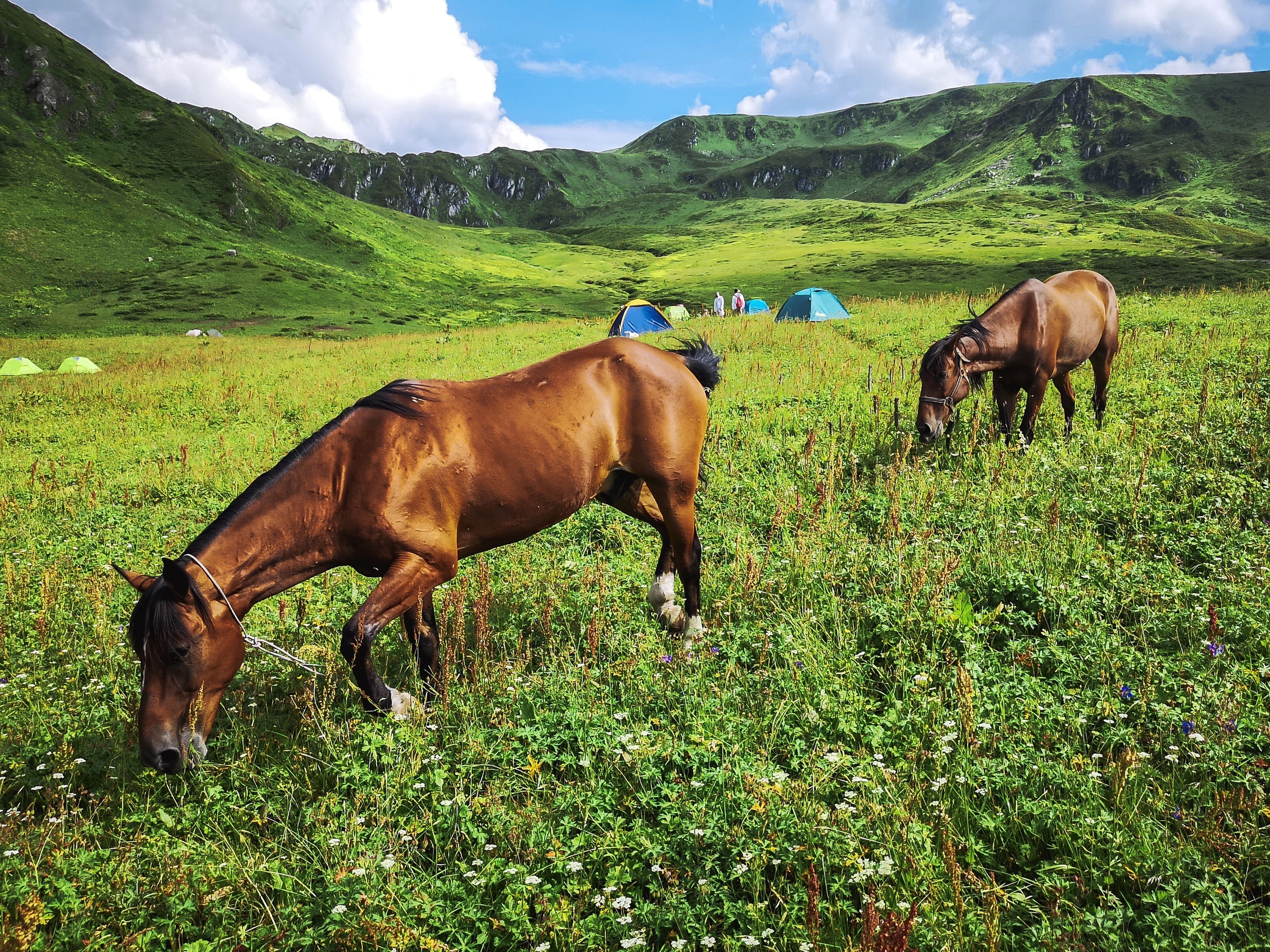Красная поляна. Фотограф и видеограф. Аргентина, Буэнос Айрес. Фотосъемка, Видеосъемка