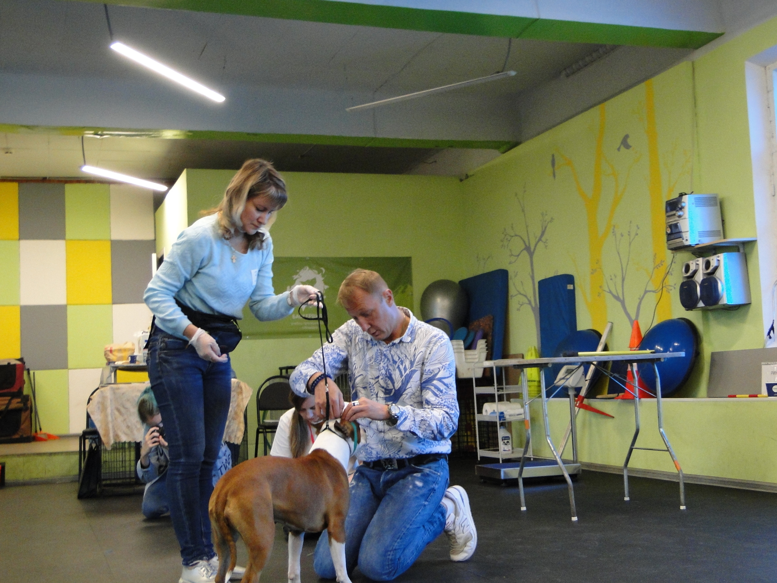 Племенной смотр 27.09.2020 г судья РКФ-FCI — А. Е. Логинов. НРОО КЦ "Собаковод"