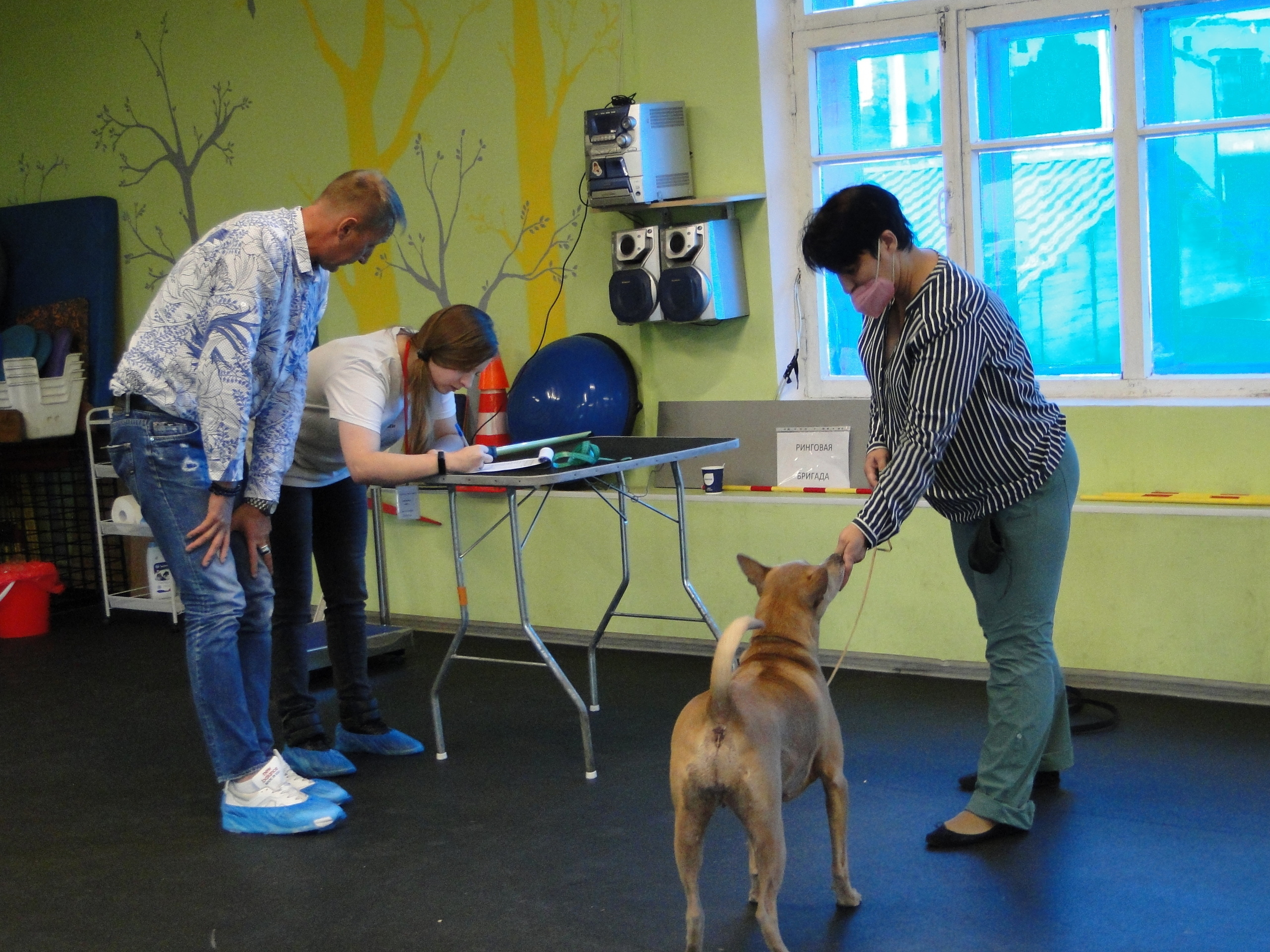 Племенной смотр 27.09.2020 г судья РКФ-FCI — А. Е. Логинов. НРОО КЦ "Собаковод"