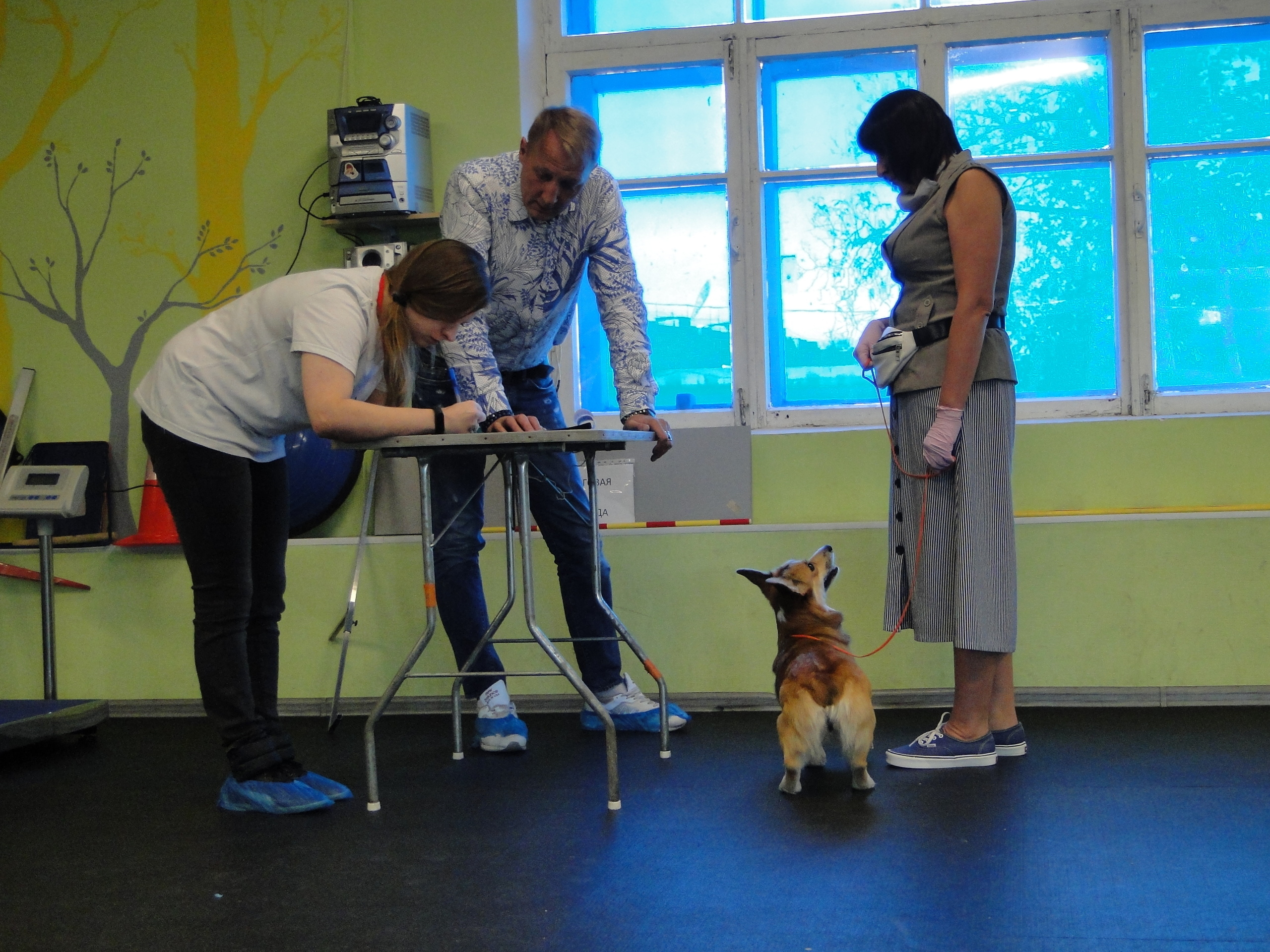 Племенной смотр 27.09.2020 г судья РКФ-FCI — А. Е. Логинов. НРОО КЦ "Собаковод"