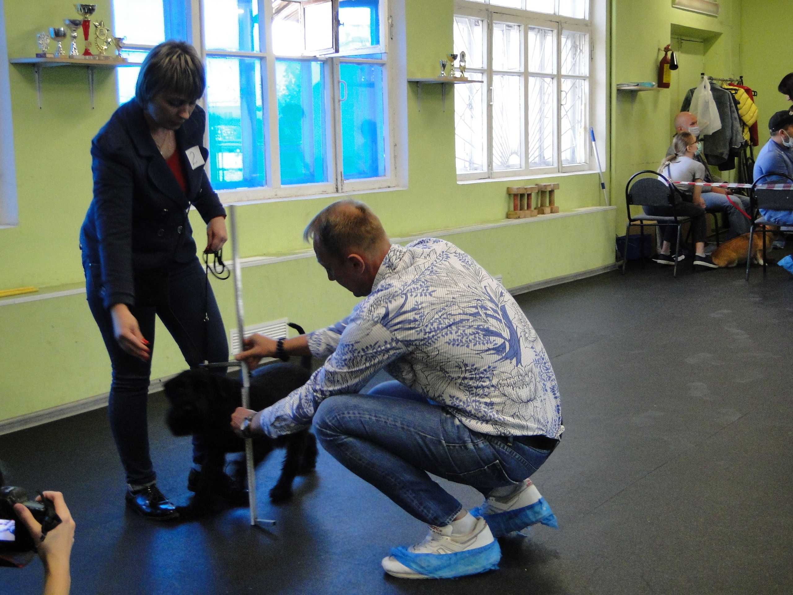 Племенной смотр 27.09.2020 г судья РКФ-FCI — А. Е. Логинов. НРОО КЦ "Собаковод"