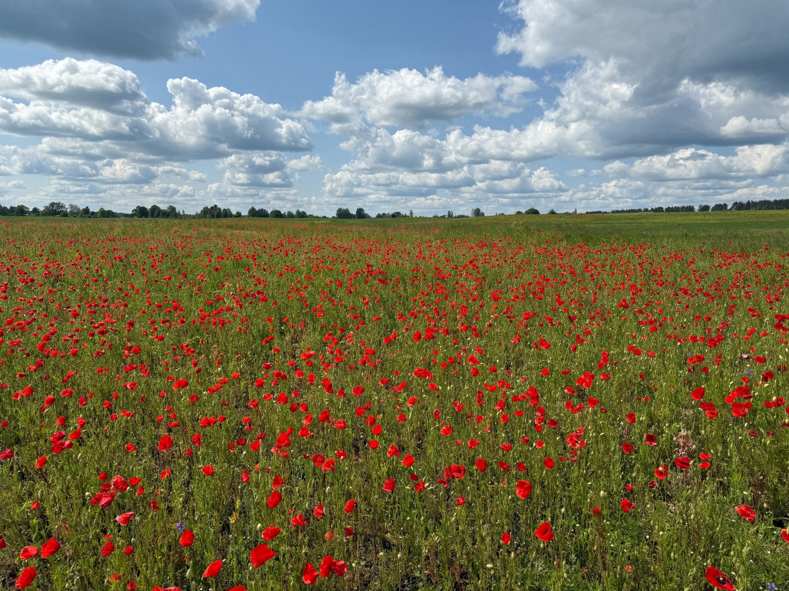Фотосессии в маковых полях СПБ
