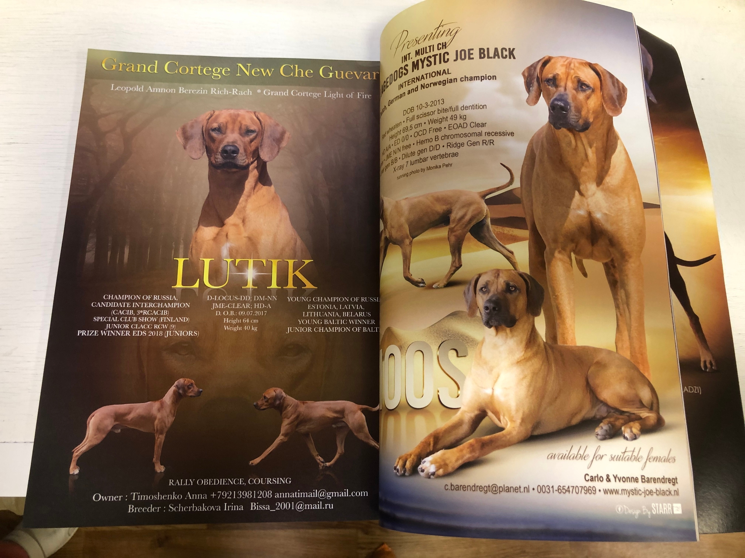 Публикации. Фотограф анималист в Санкт-Петербурге Светлана Писарева