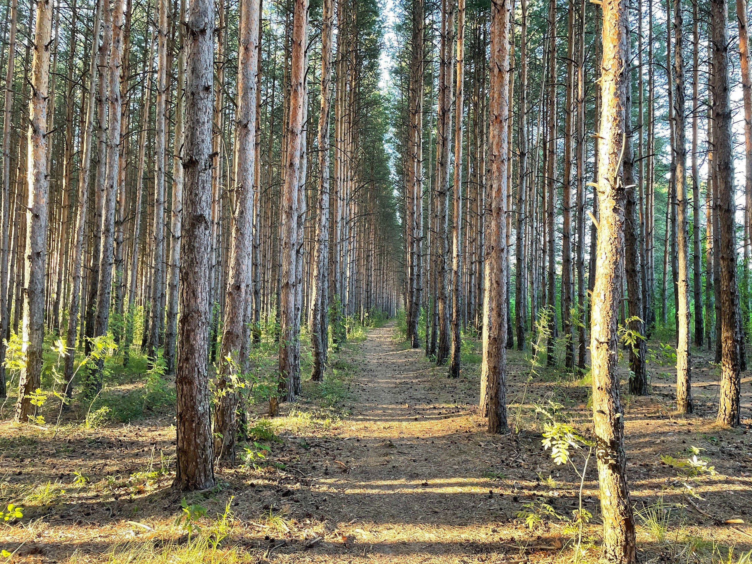 Прогулка в сосновом лесу Подмосковья: г. Сергиев Посад. Проект «Фотокладовка»: блог уличной фотографии в формате street photo