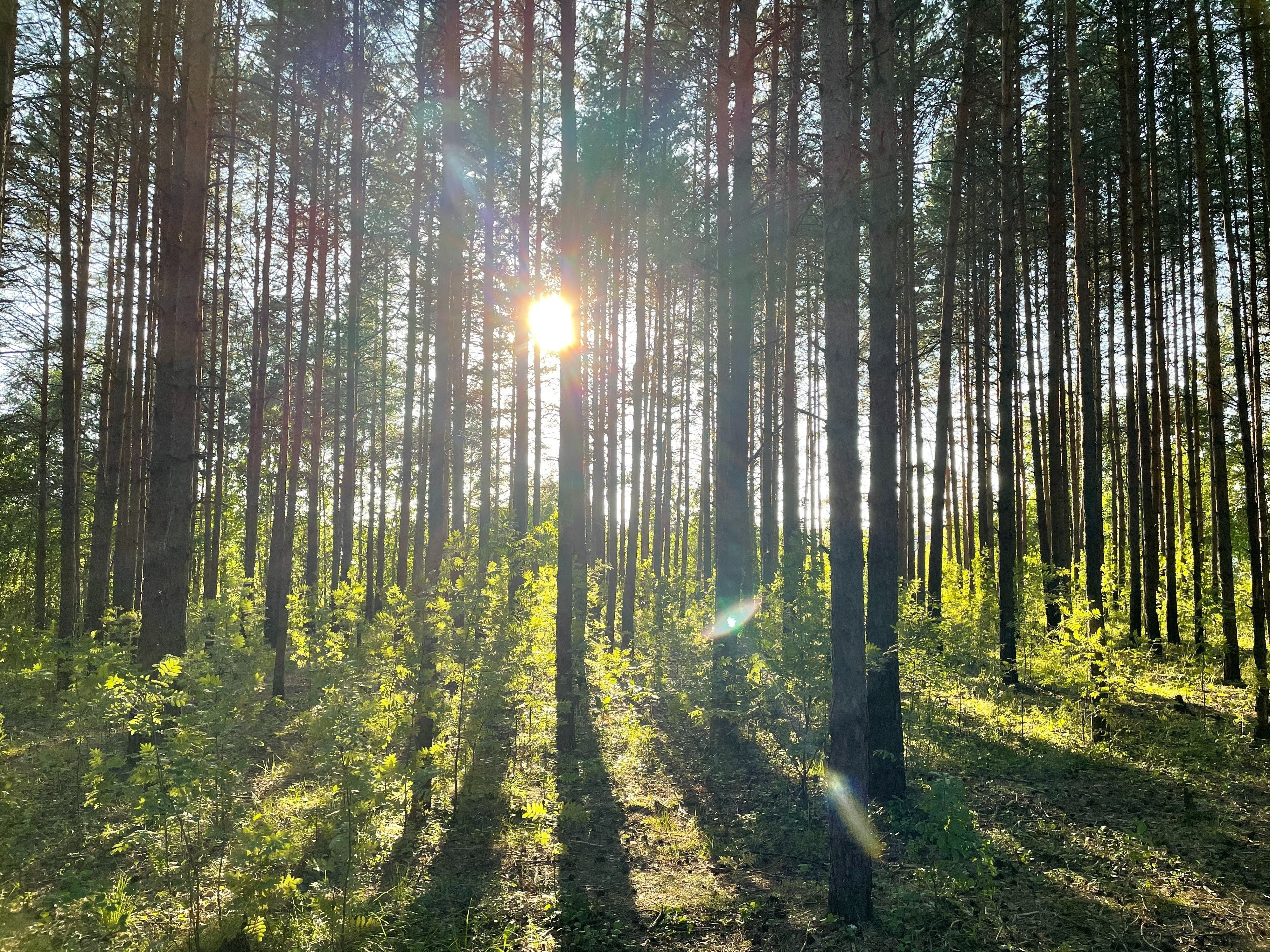 Прогулка в сосновом лесу Подмосковья: г. Сергиев Посад. Проект «Фотокладовка»: блог уличной фотографии в формате street photo