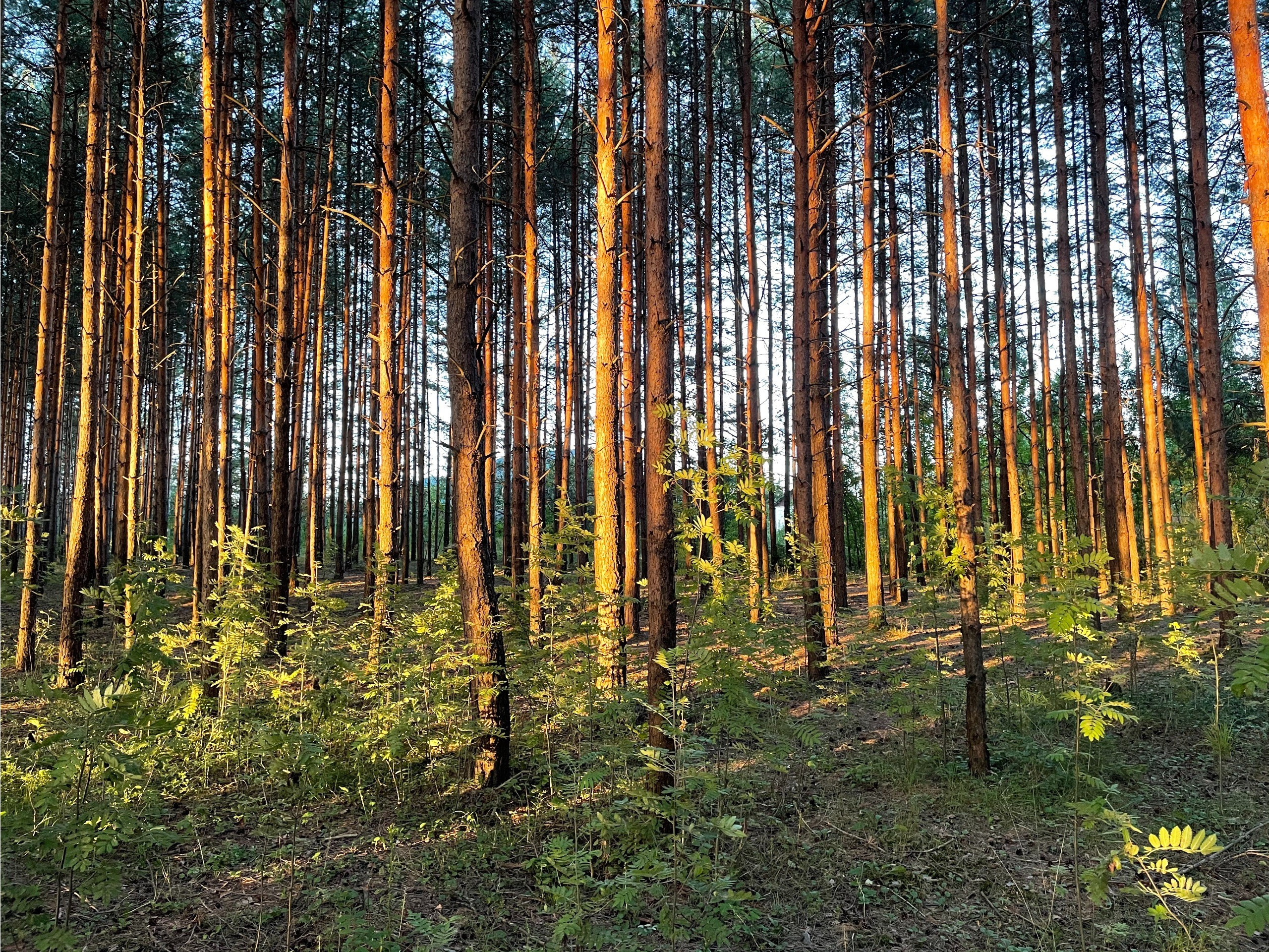 Прогулка в сосновом лесу Подмосковья: г. Сергиев Посад. Проект «Фотокладовка»: блог уличной фотографии в формате street photo