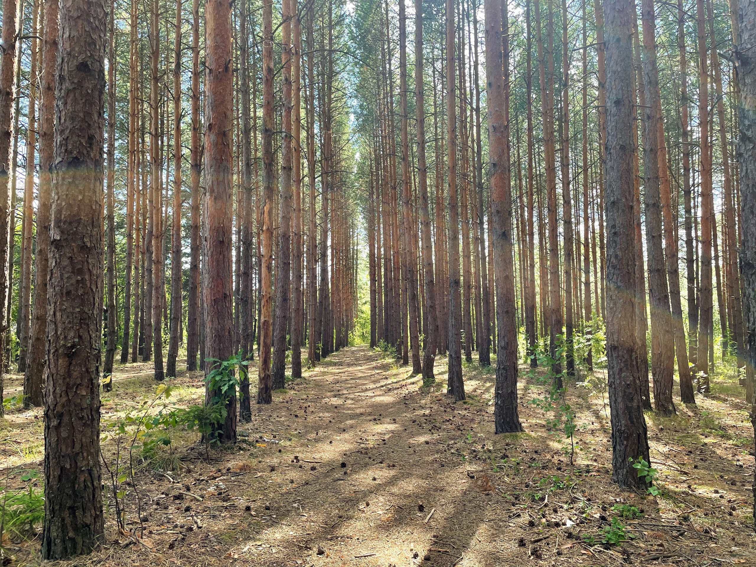 Прогулка в сосновом лесу Подмосковья: г. Сергиев Посад. Проект «Фотокладовка»: блог уличной фотографии в формате street photo