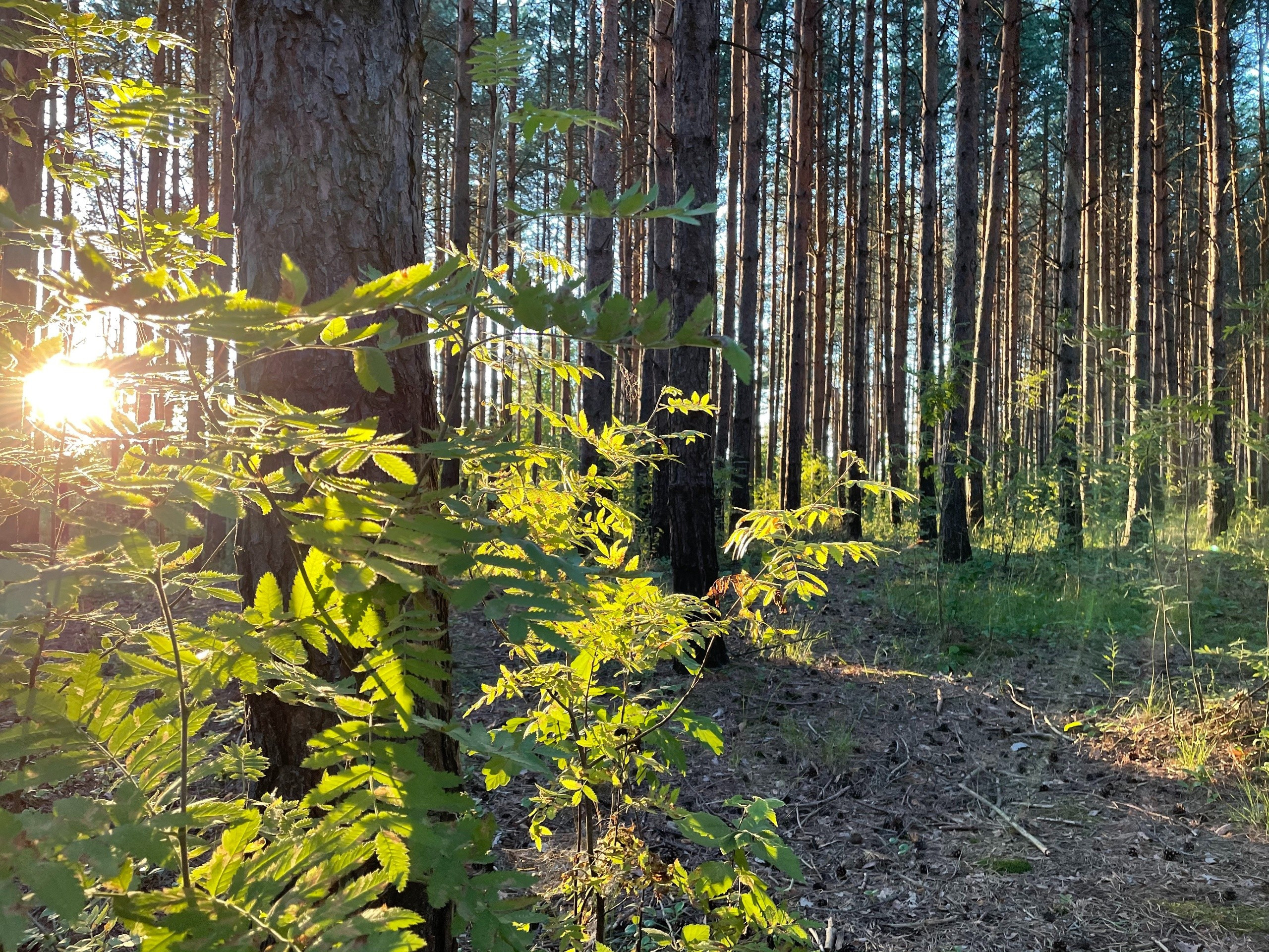 Прогулка в сосновом лесу Подмосковья: г. Сергиев Посад. Проект «Фотокладовка»: блог уличной фотографии в формате street photo